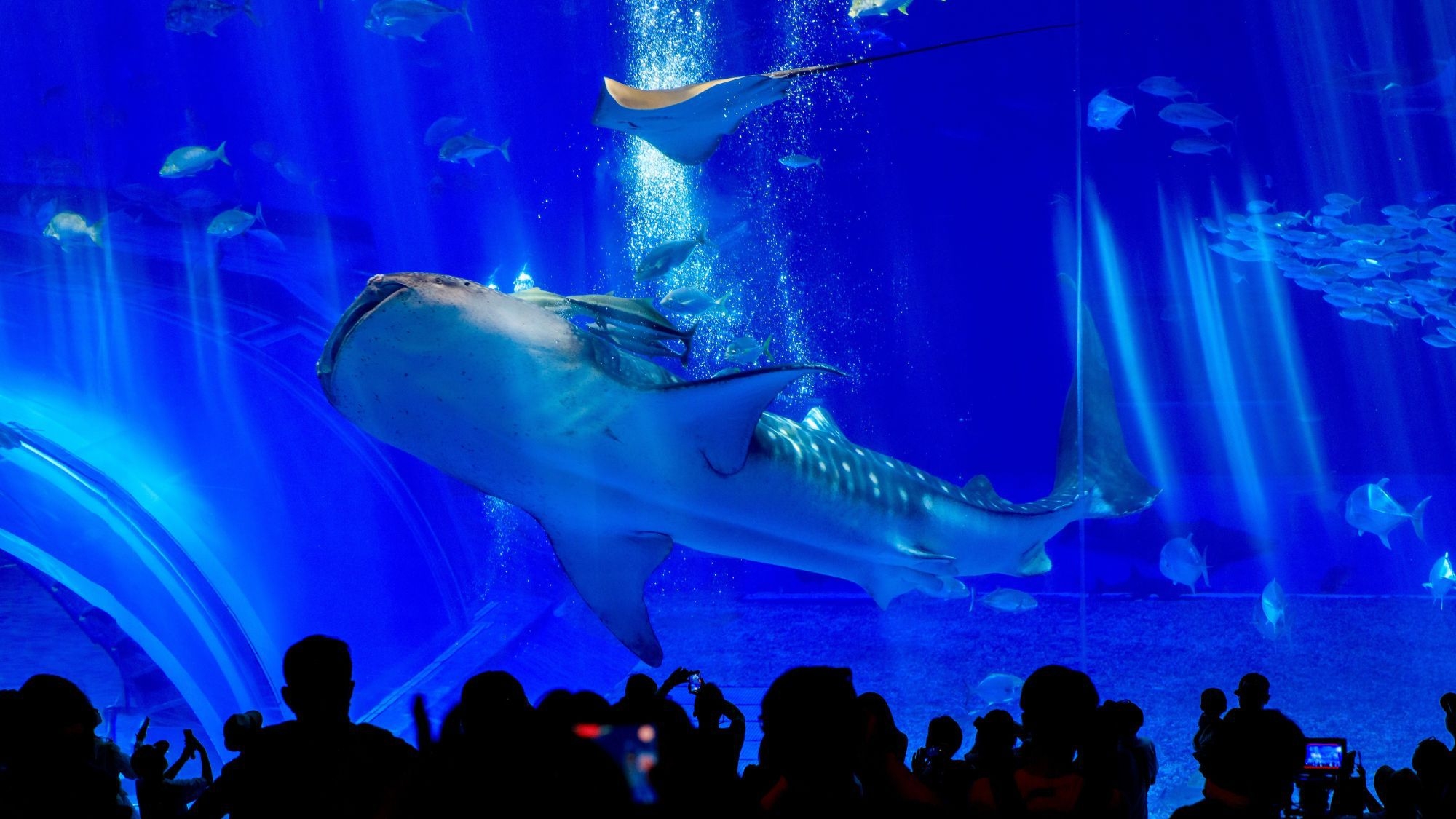 【美ら海とくとく5パス付】沖縄美ら海水族館＋人気観光4施設｜那覇を拠点に沖縄を遊び尽くす＜朝食付＞