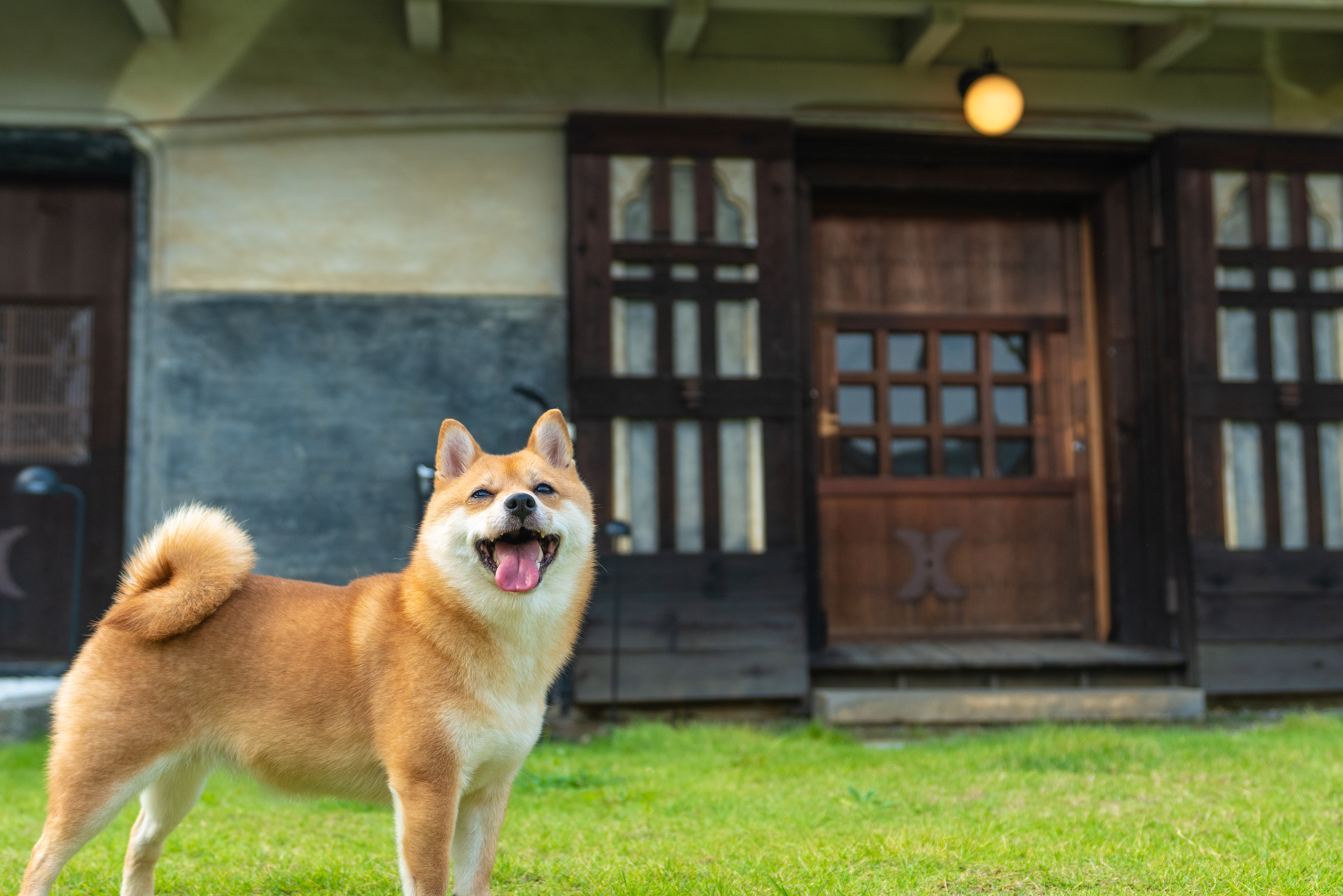 同伴可能なのは「15kg以下の中型犬1匹」もしくは「10kg以下の小型犬2匹」まで可能です