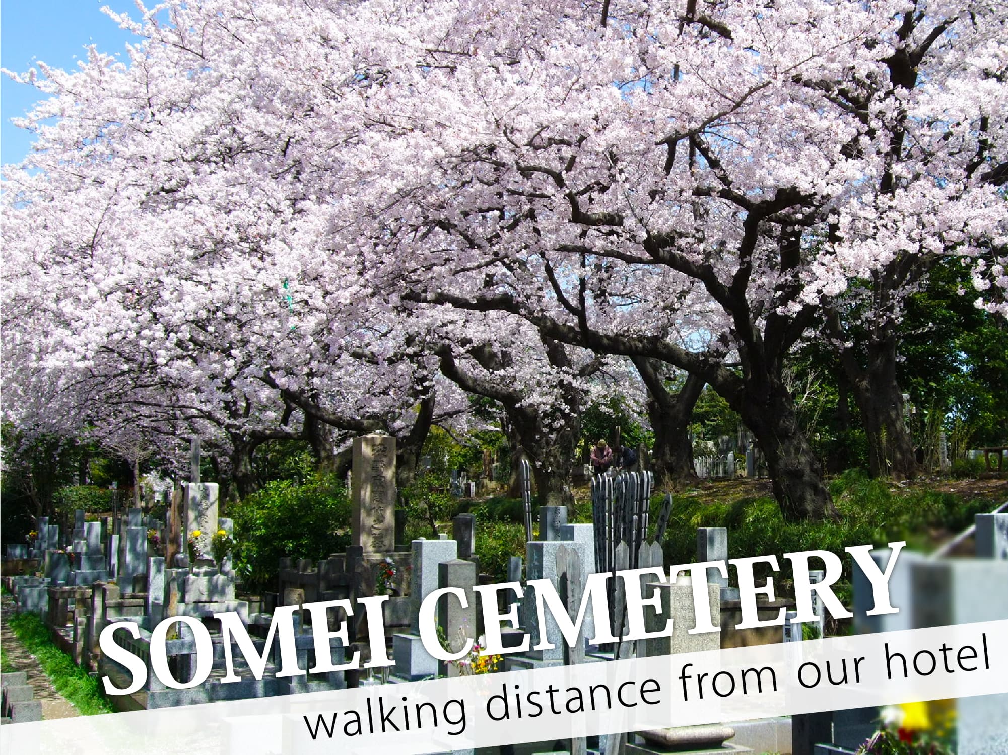 Somei Cemetery（染井霊園）