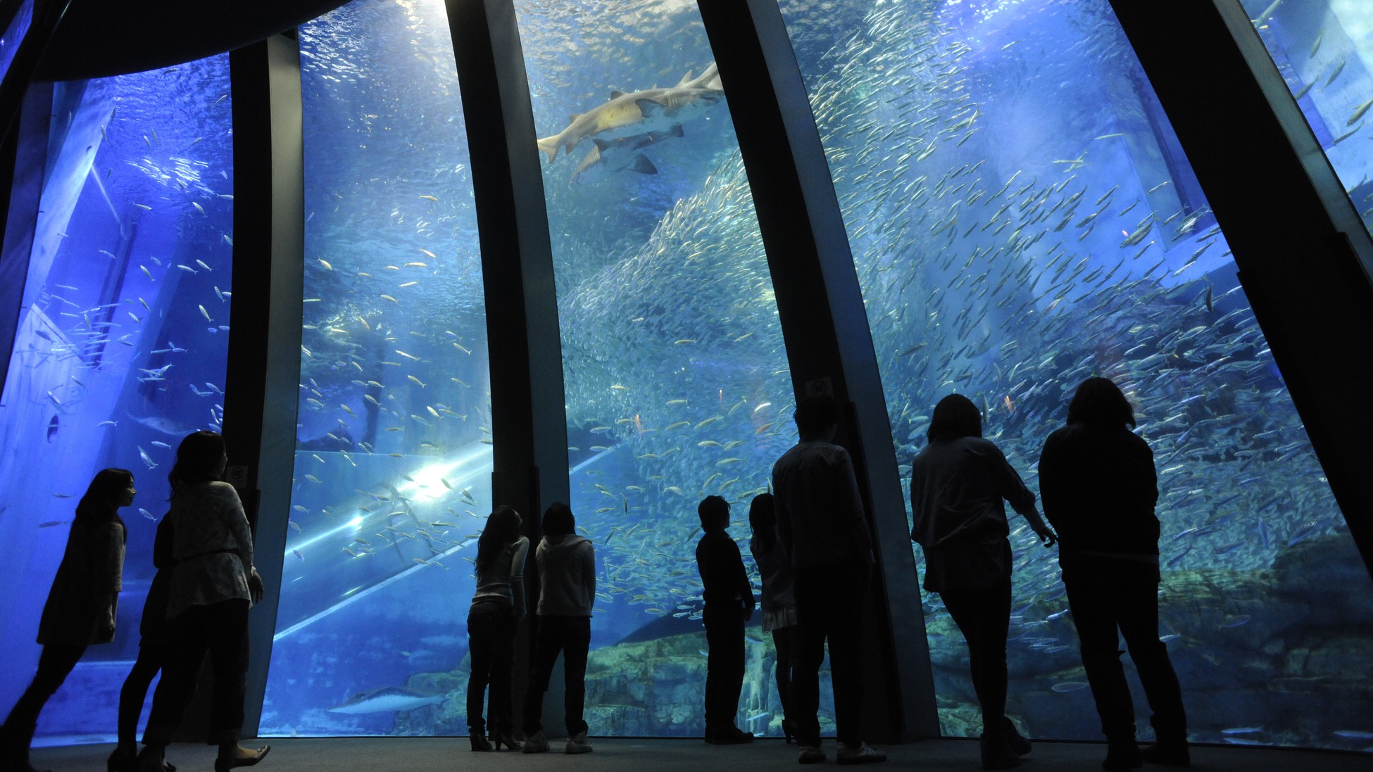 【横浜・八景島シーパラダイス】4施設の水族館が楽しめる＜アクアリゾーツパス付＞