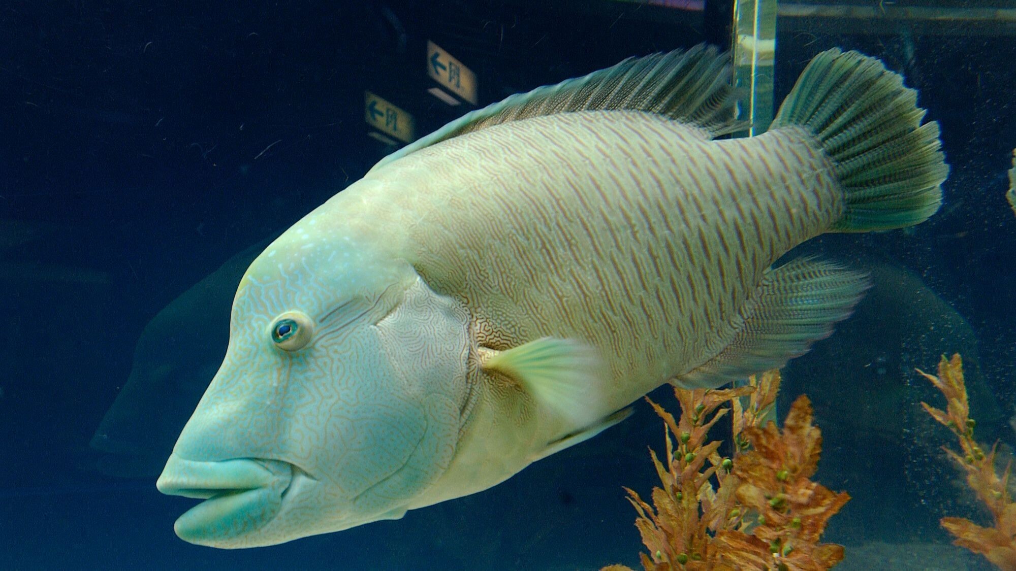 【観光画像】サンピアザ水族館