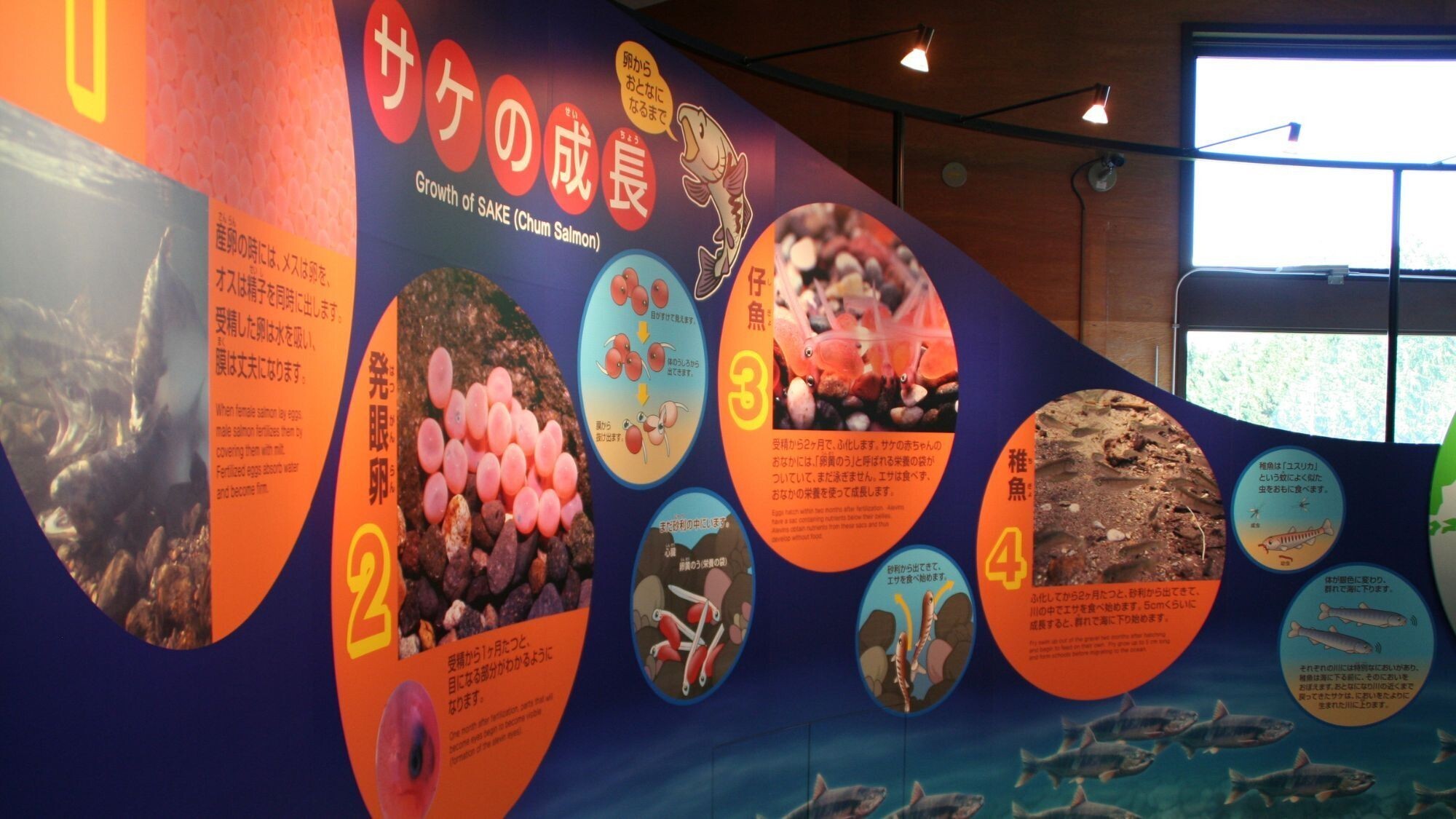 【観光画像】札幌市豊平川さけ科学館