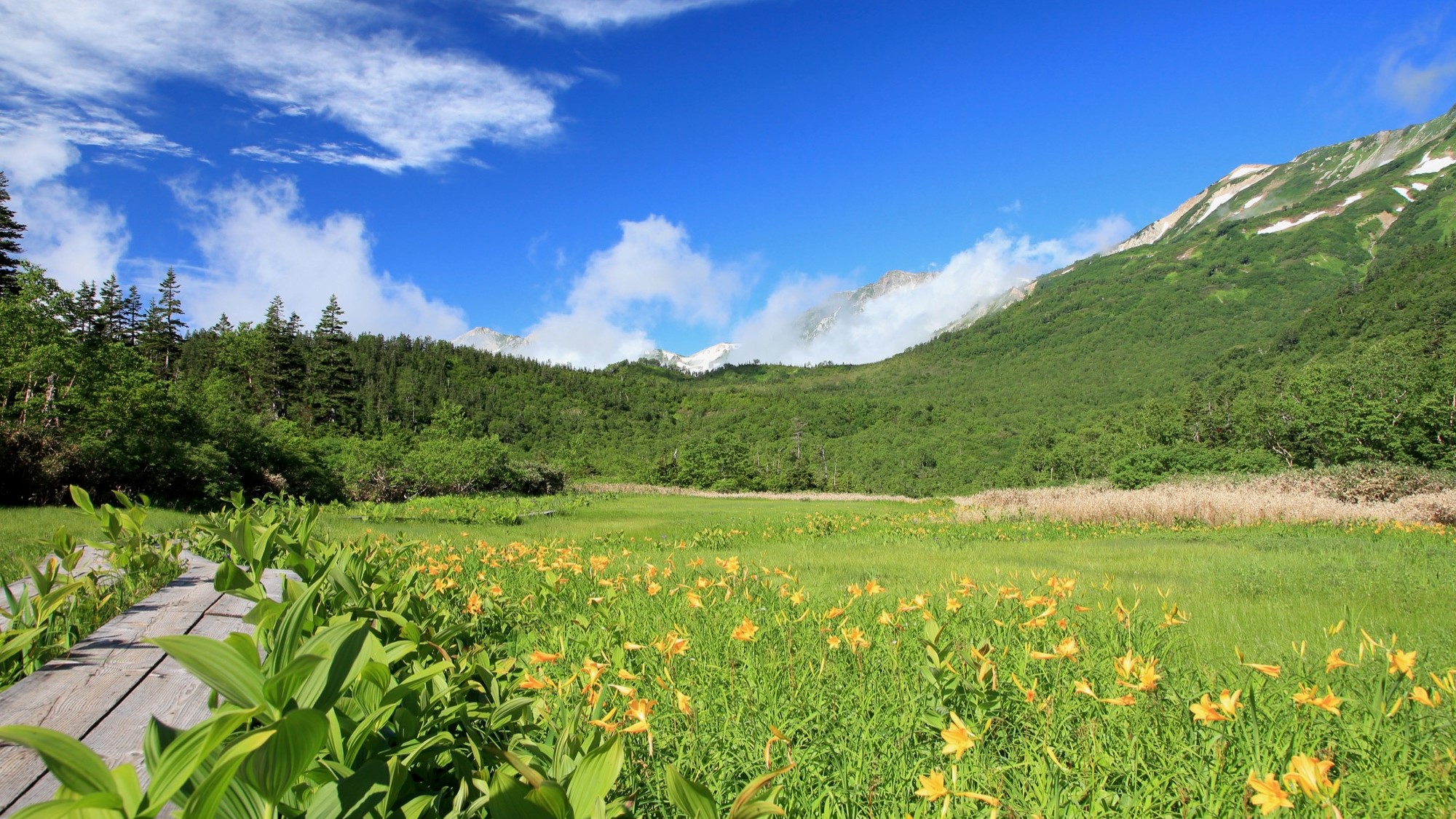 栂池自然園　夏