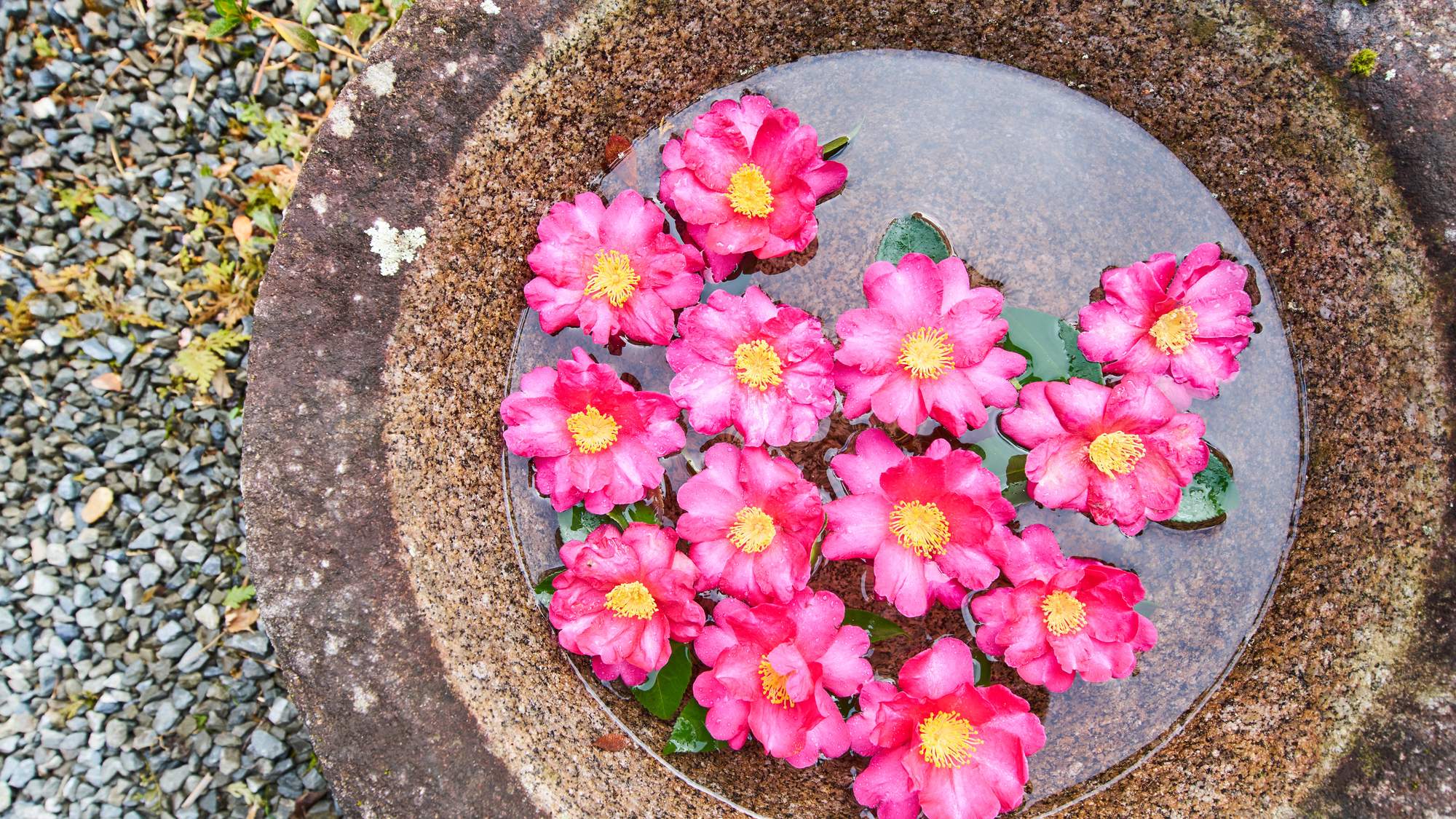 ・【庭】花手水（はなちょうず）で、季節の彩りを添えています