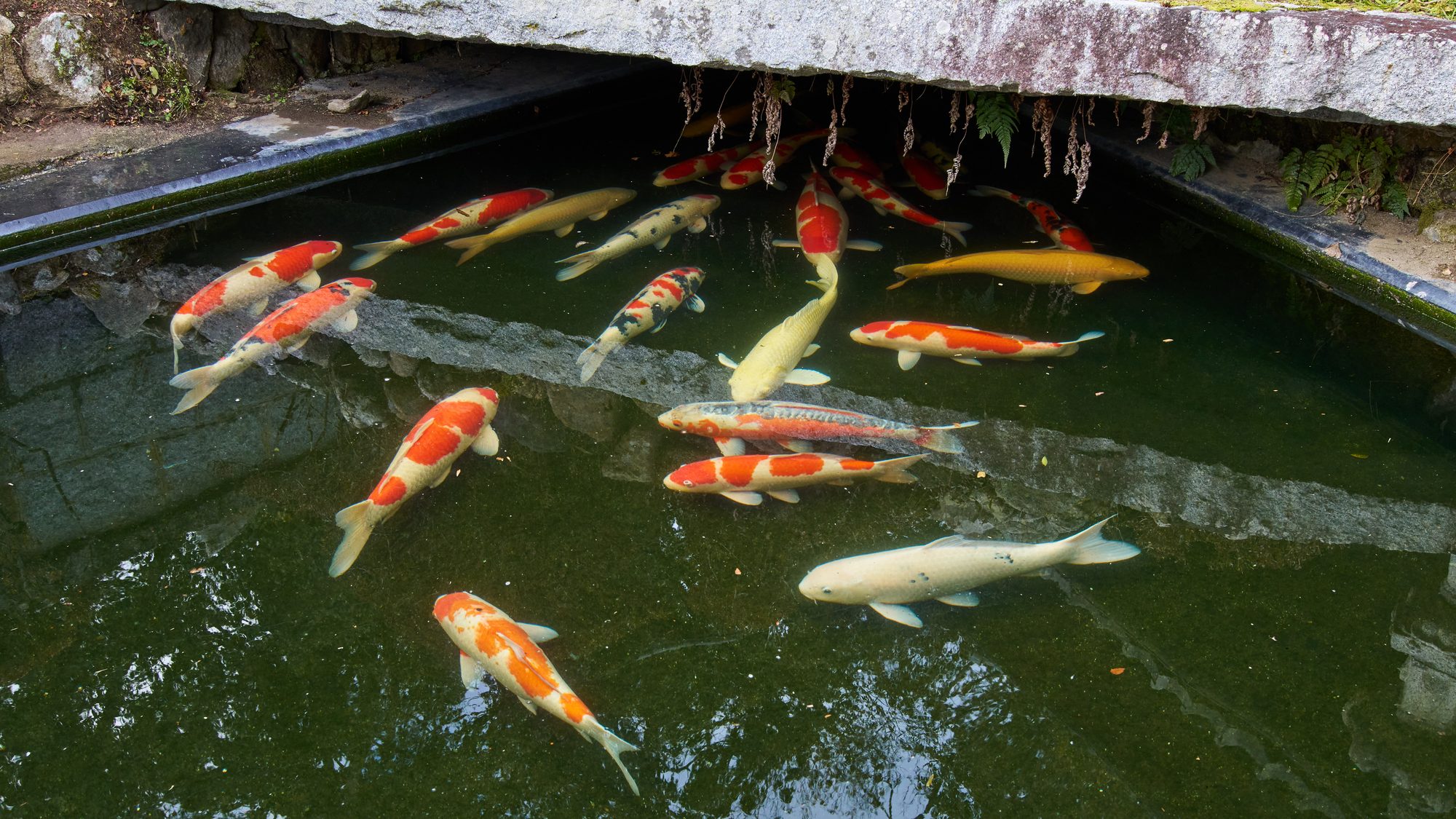・【外観】鮮やかな鯉たちが、優雅に泳いでいます