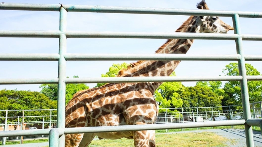 写真提供：熊本県観光連盟　熊本市動植物園