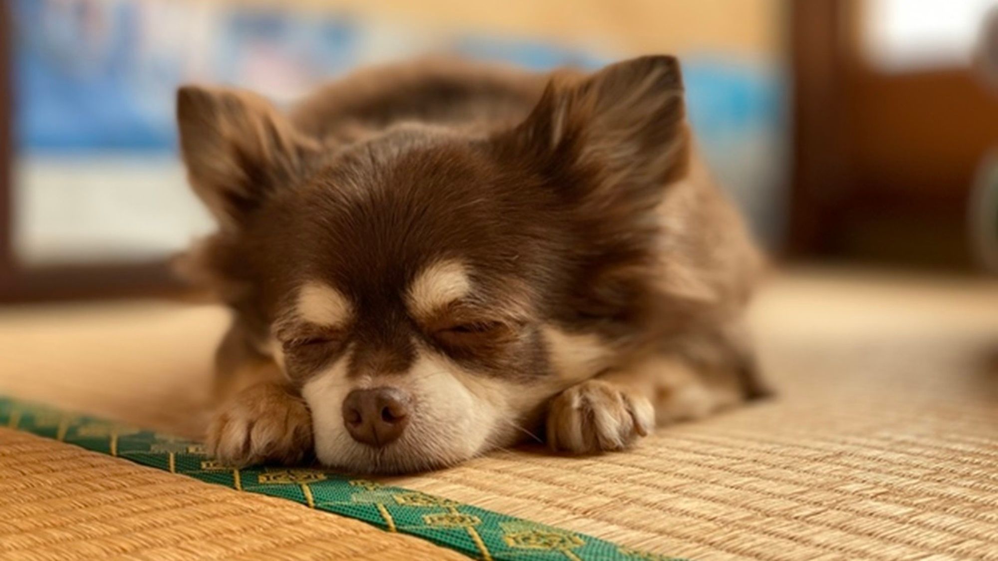 【ワンワン特価】露天風呂付き和室が11，000円〜＆愛犬利用料半額♪＜▼ライトコース＞