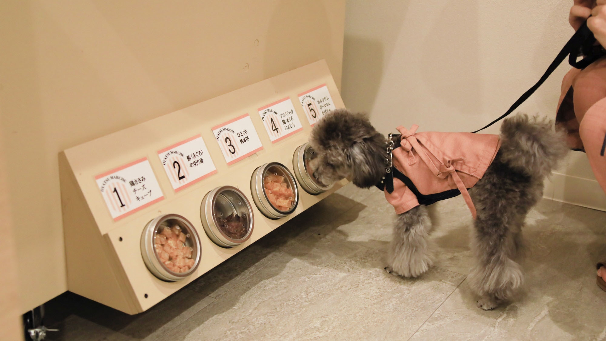 【開業5周年記念！】5大特典付きで愛犬とゆるり旅♪＜◎最上級コース＞