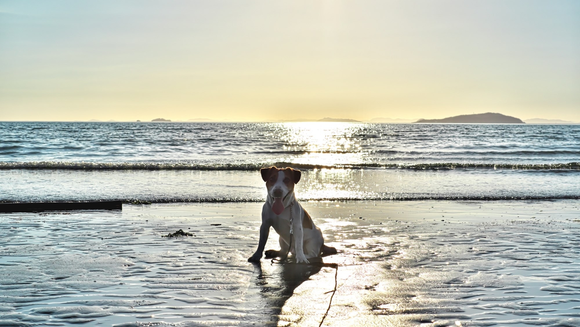 【12/30-1/1限定】年越しは愛犬とゆるりへ！土肥温泉で一年の疲れに癒しを＜年末年始特別コース＞