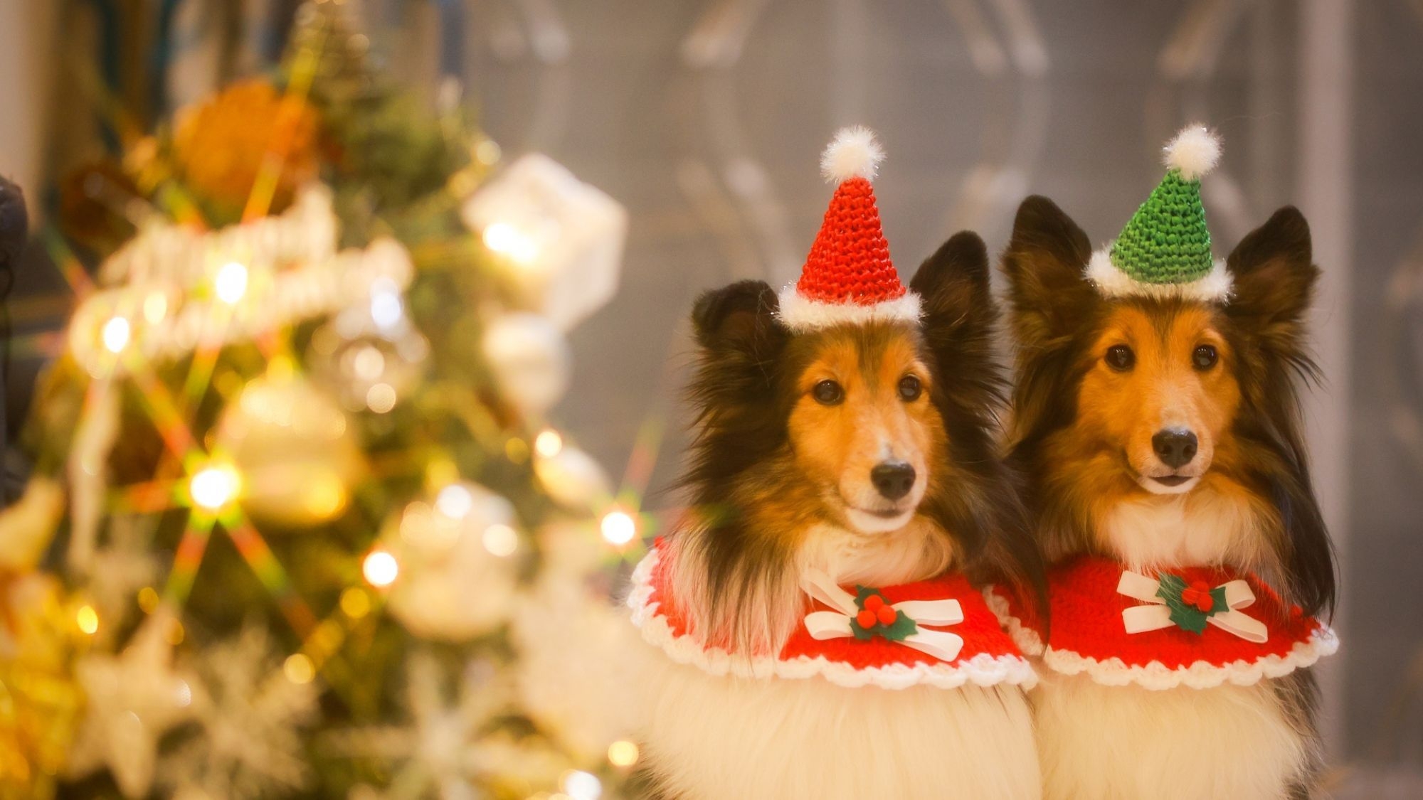 【Xmas限定】＼Happy Holidays!／クリスマスを彩る3大特典付きプラン＜★基本コース＞