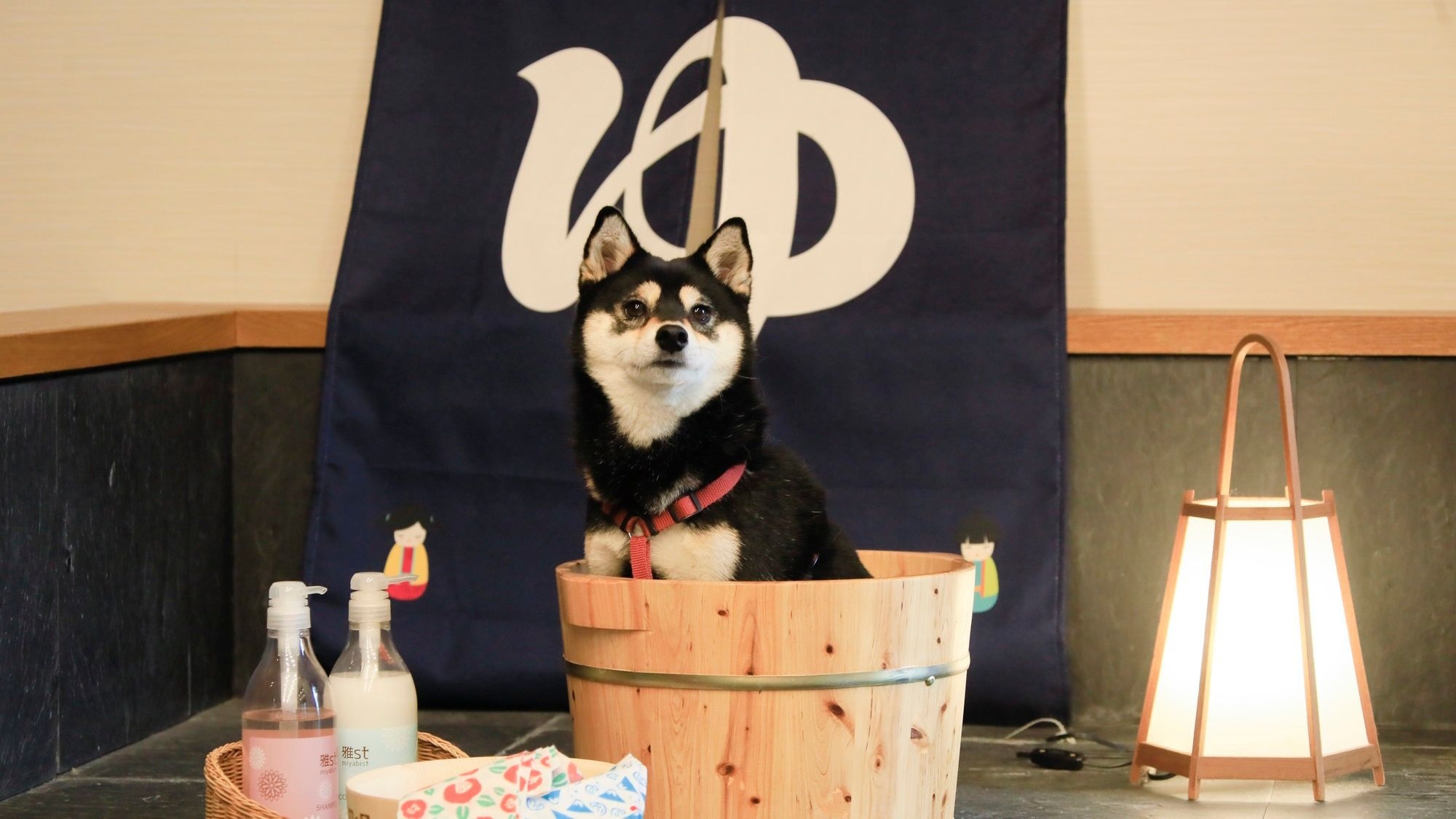 【春旅セール】最大20％OFF／愛犬とゆるり楽しむ、西伊豆の春ごはん＜★基本コース＞
