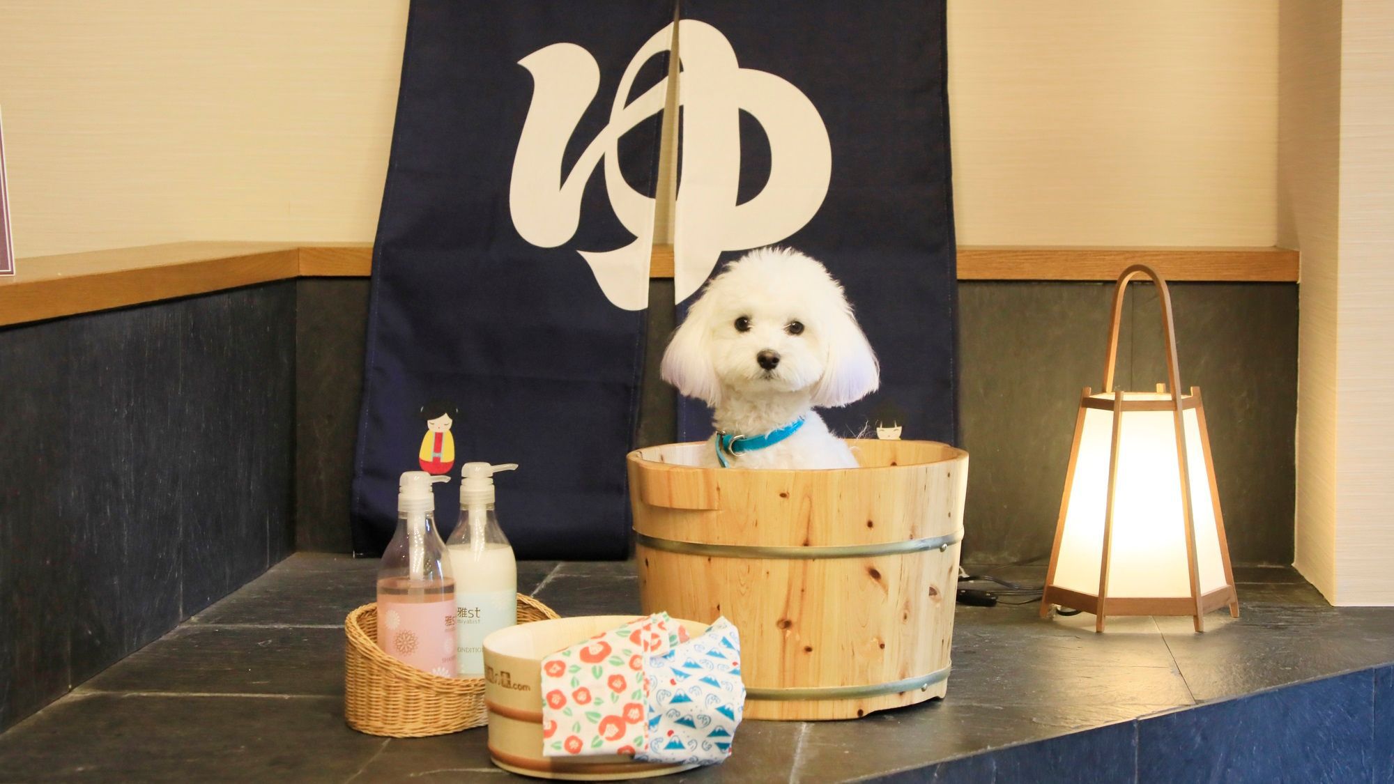 【朝食付き×愛犬利用料半額】料理長こだわりの和朝食をお得に楽しむ＜朝食のみ＞