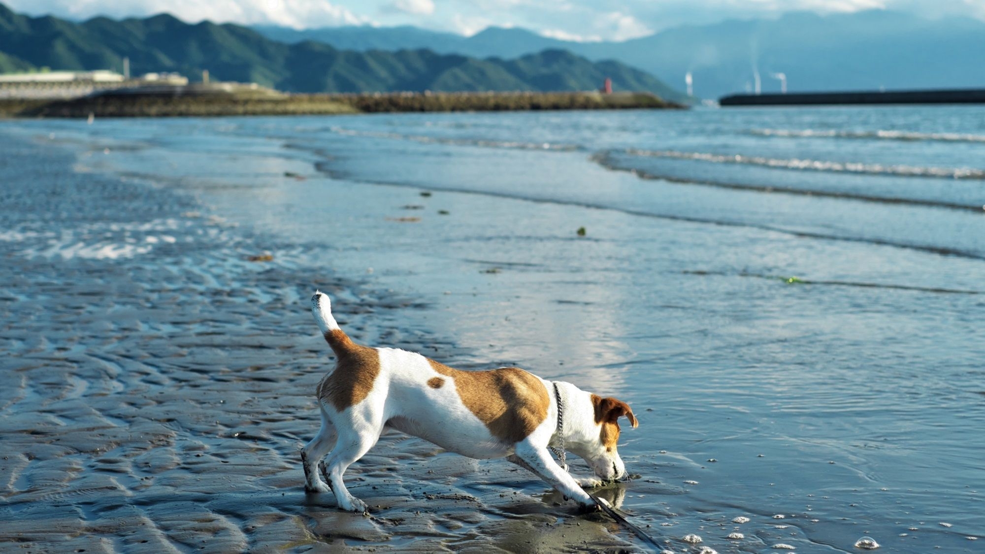 【お盆プラン】≪8/8-8/15限定≫愛犬と過ごす西伊豆の夏休み♪＜◎お盆最上級コース＞