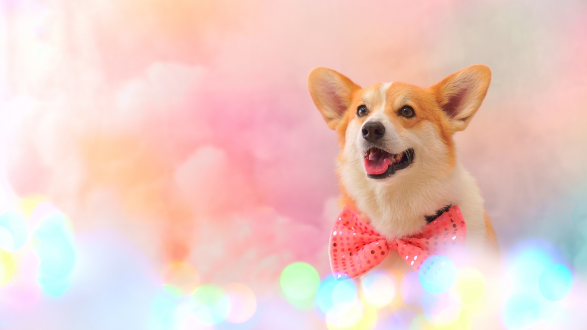 【開業5周年記念！】5大特典付きで愛犬とゆるり旅♪＜◎最上級コース＞