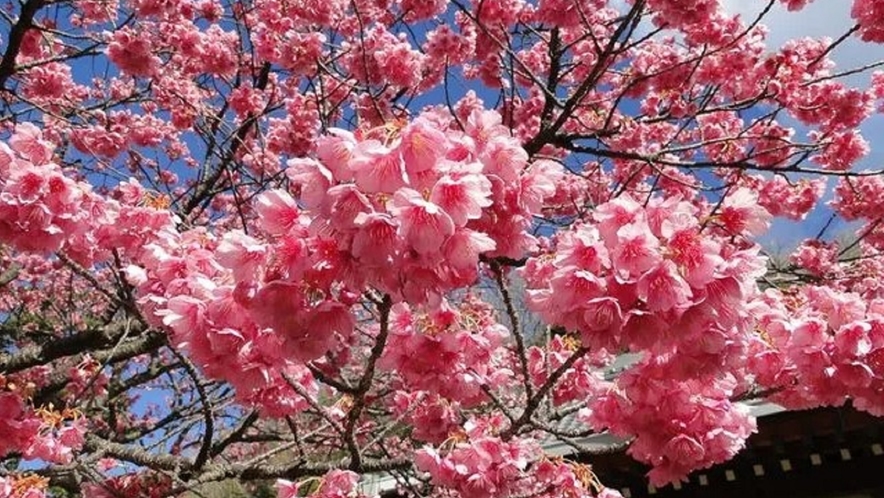 【土肥桜】日本で最も早咲きと言われている土肥桜。例年1月中旬～2月中旬まで楽しめます。（一例）