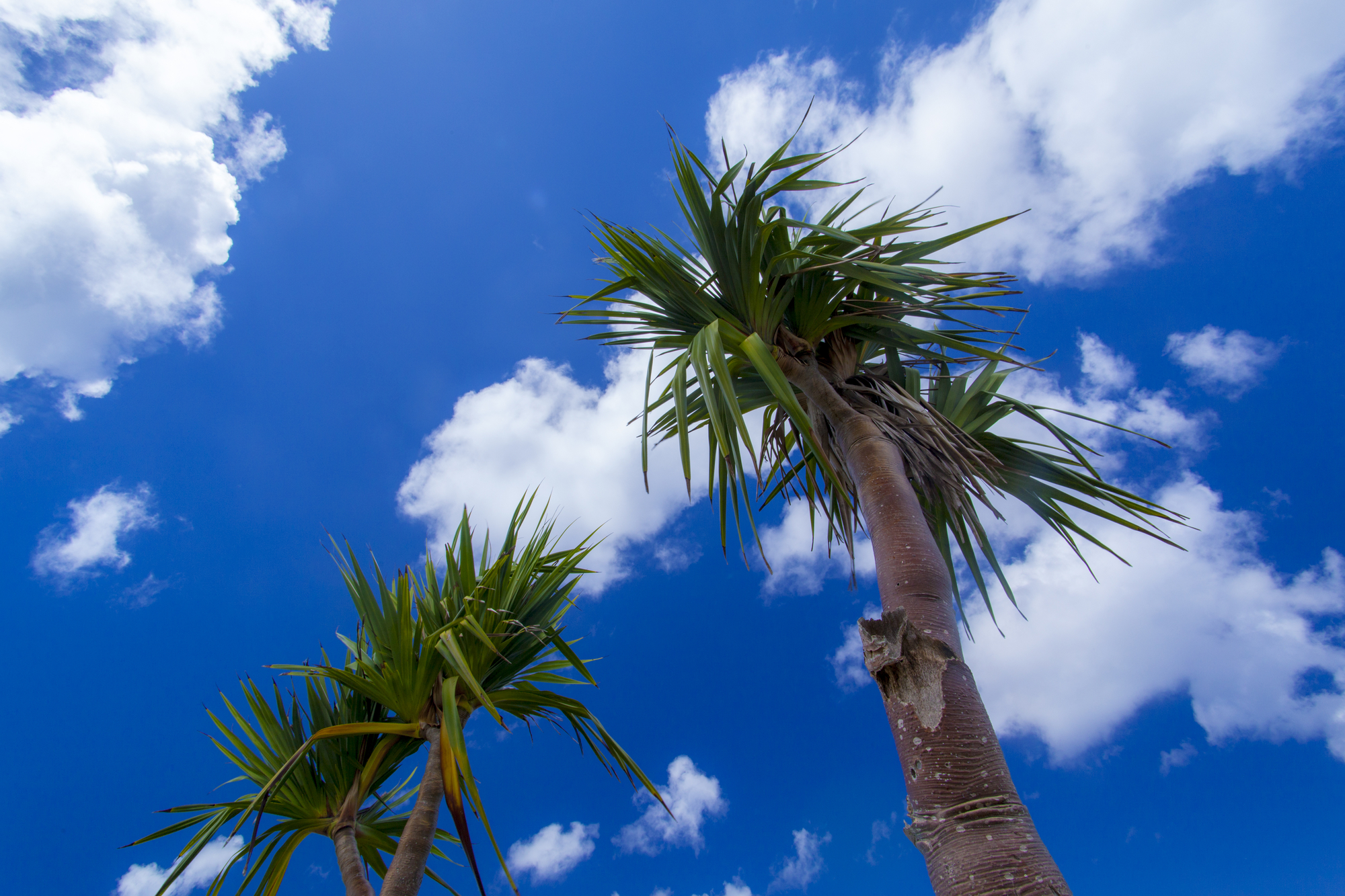 【近隣ビーチ】瀬名波ビーチ、長浜海岸、残波ビーチ、ニライビーチ、メロディービーチ、真栄田岬など♪