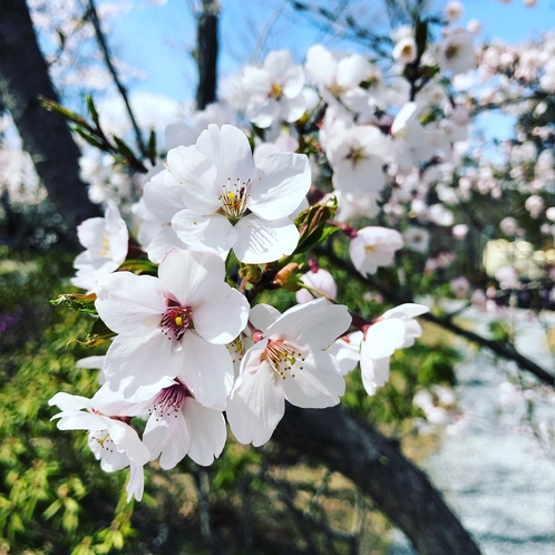 【桜】庭園内では４月中旬から花を咲かせ始めます。