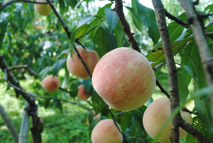 夏の庭園では、ブルーベリー・スモモ・桃など果樹の収穫体験ができます。