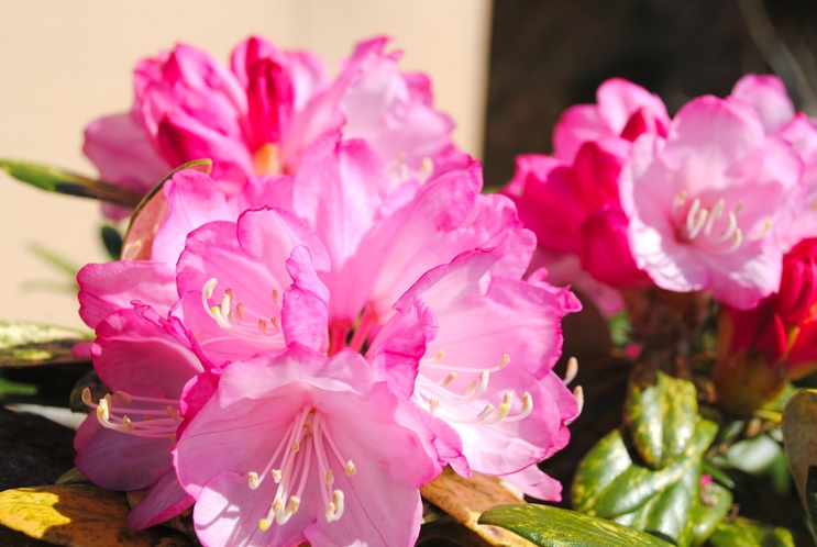 【シャクナゲ】４月中旬から下旬に敷地内に満開に咲きます。