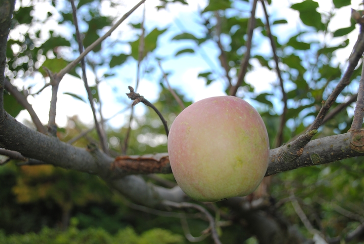 【リンゴ】秋には、リンゴも実ります。