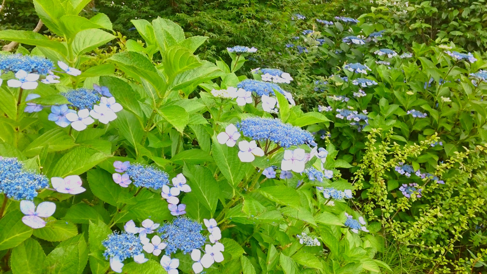 【紫陽花】　