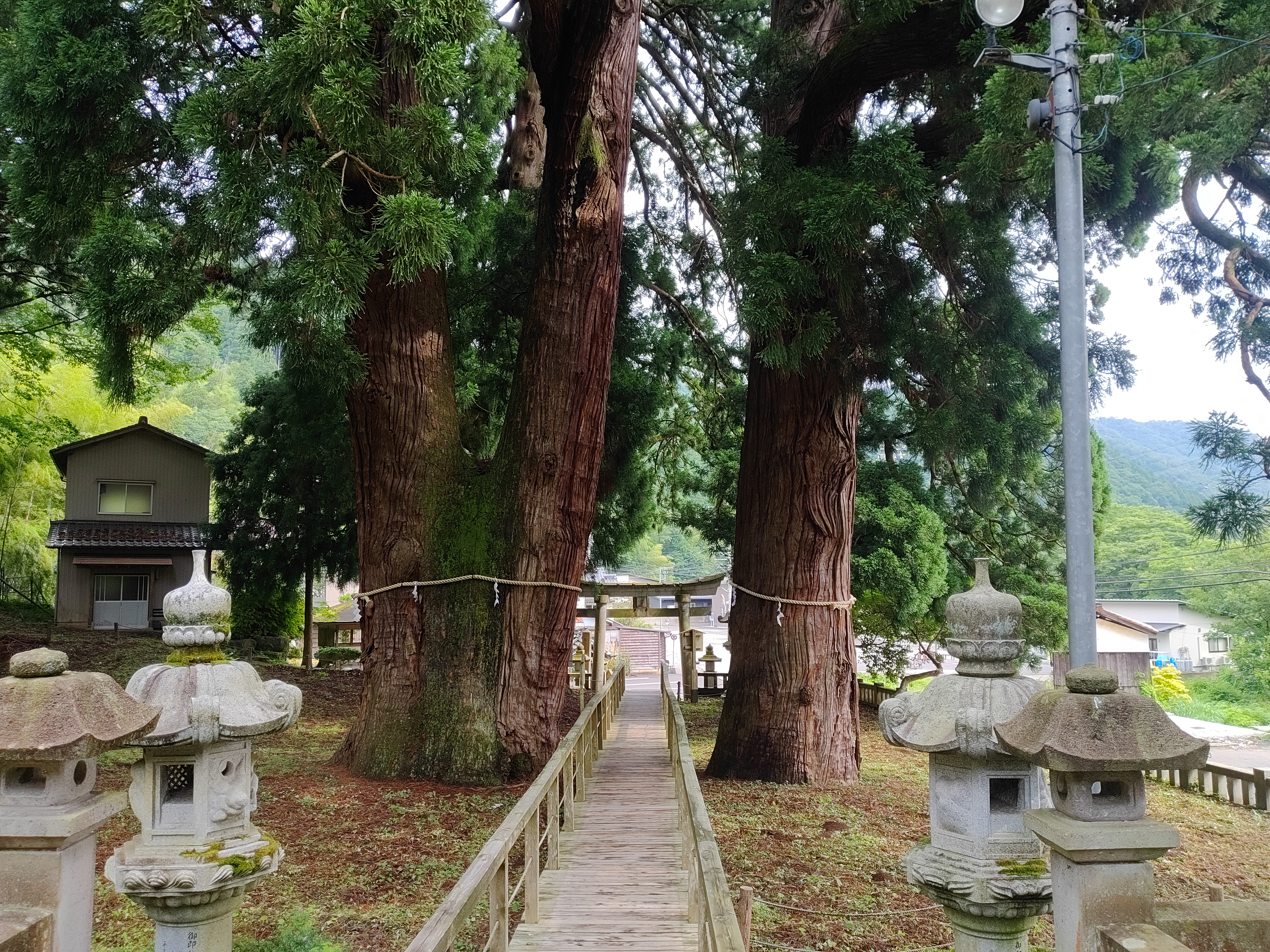 パワースポット「栢野の大杉」