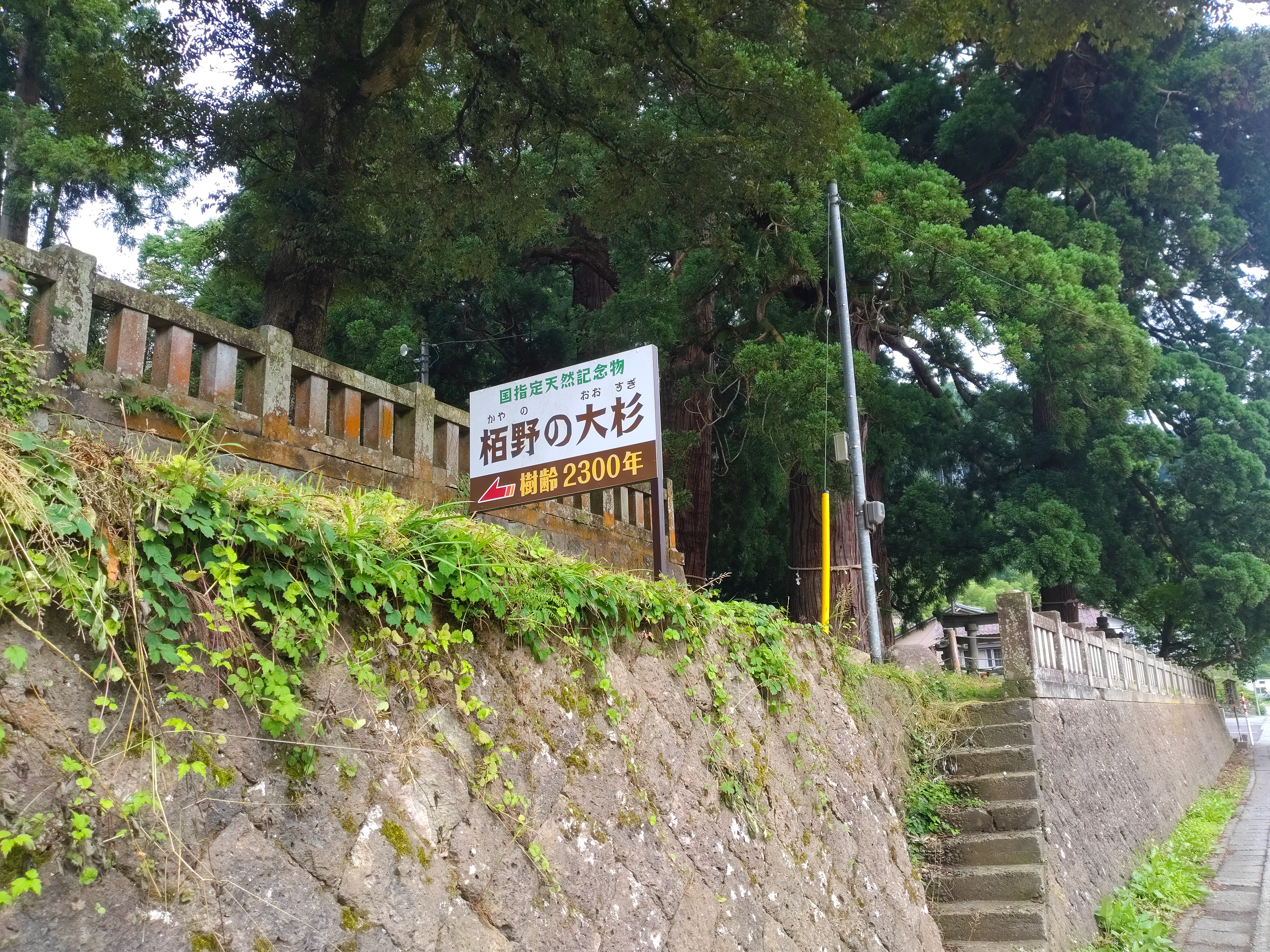 パワースポット「栢野の大杉」