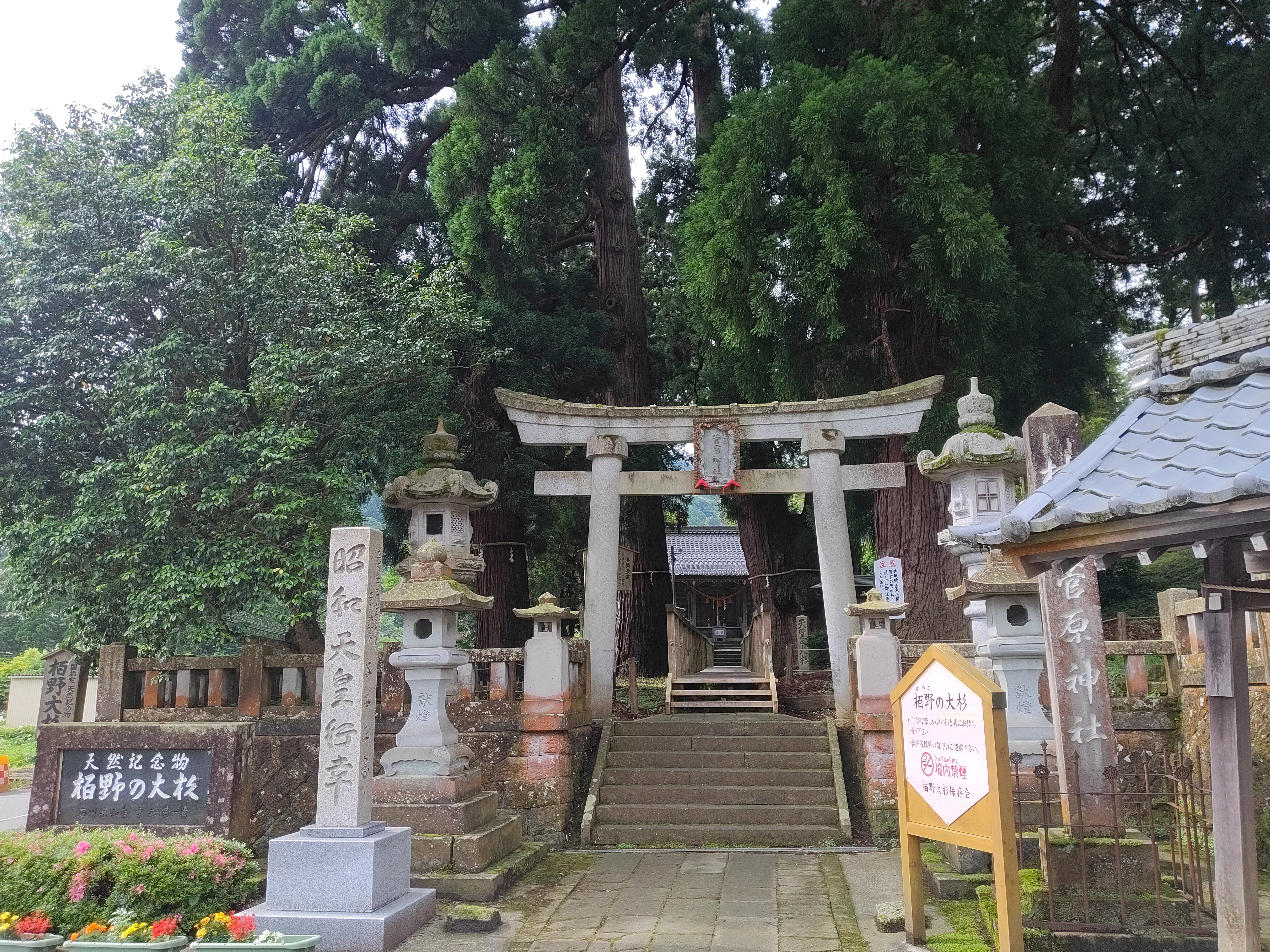 パワースポット「栢野の大杉」