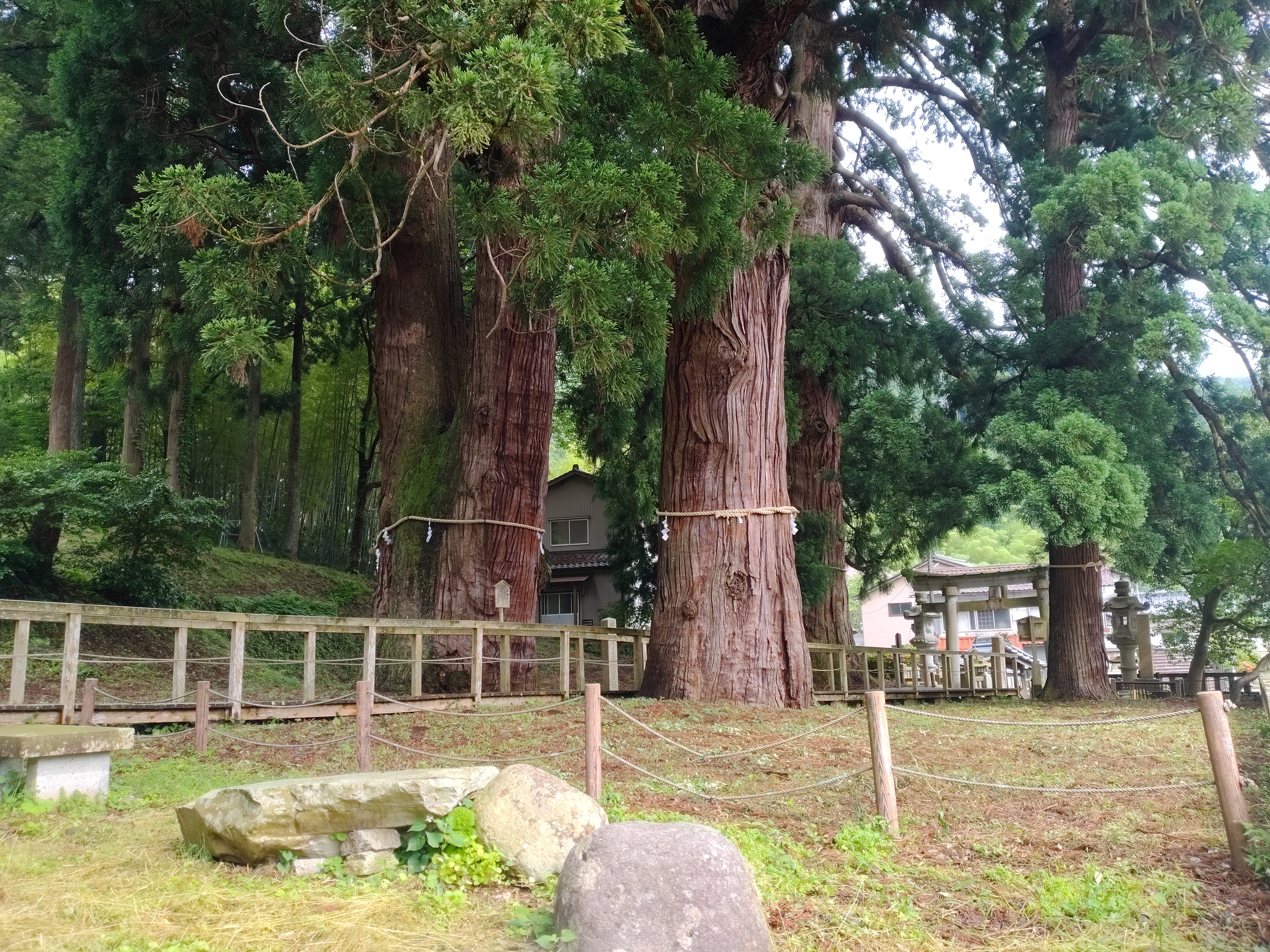 パワースポット「栢野の大杉」