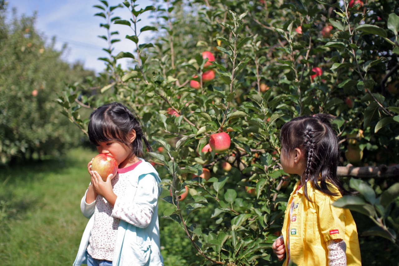 フルーツ狩りイメージ