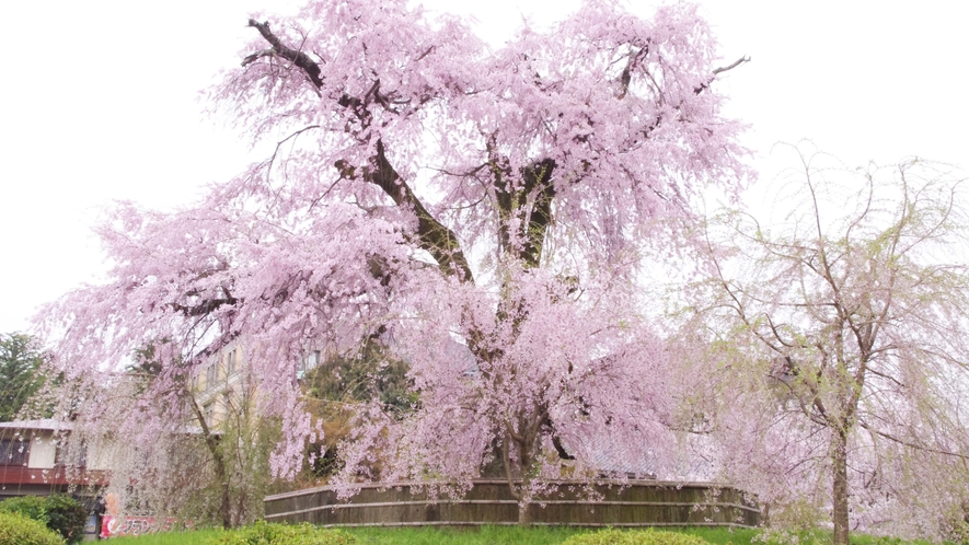 京都桜の名所【円山公園】