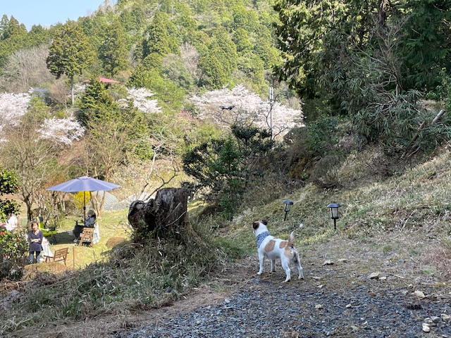 裏山
