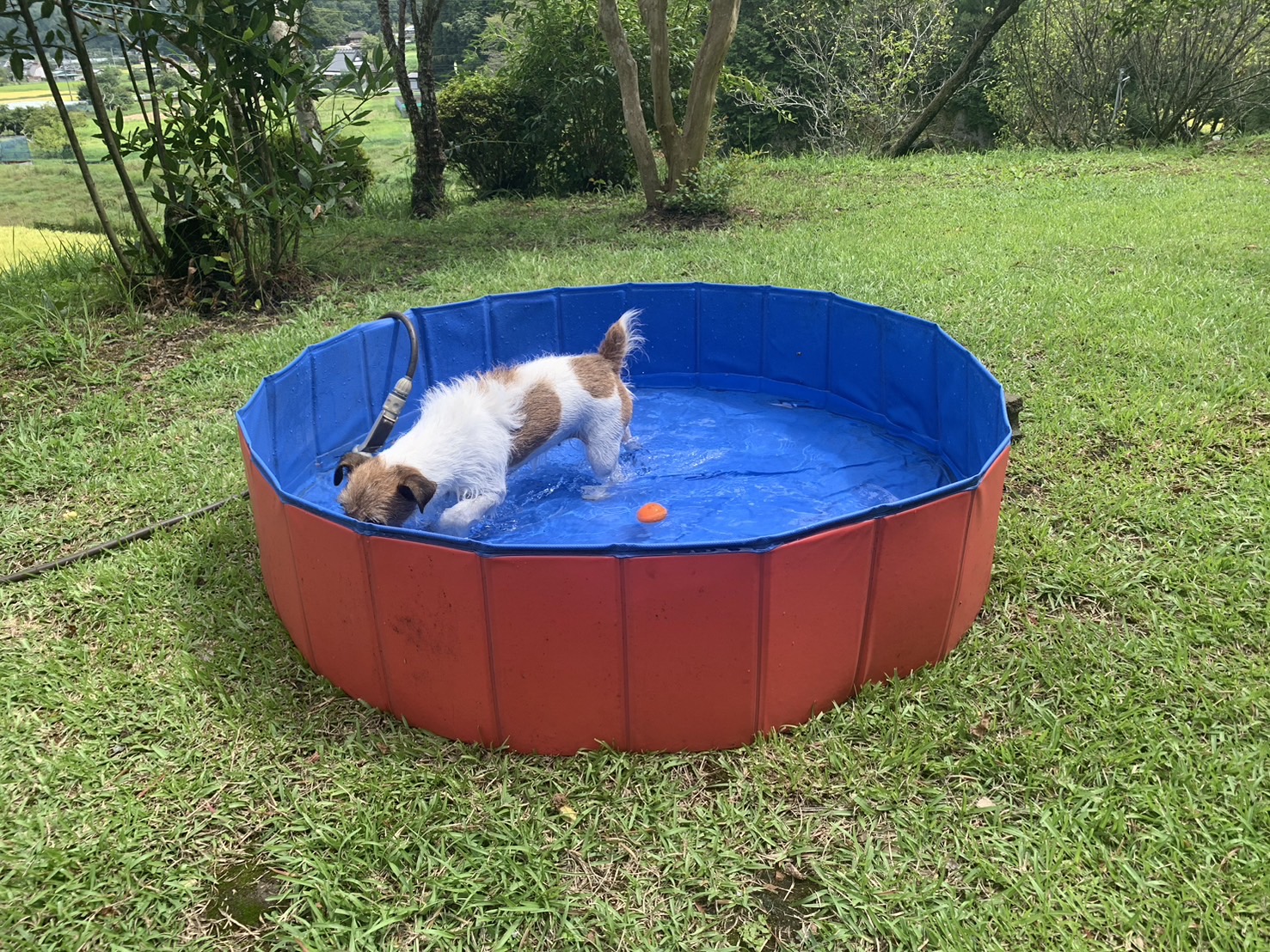 プール