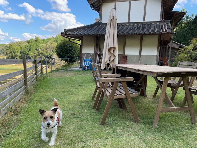 芝生