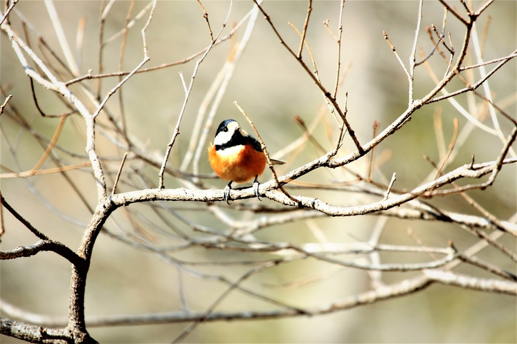 正丸峠ガーデンハウスで観察された野鳥ーヤマガラ