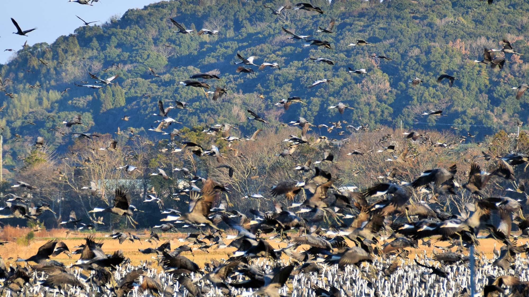 【観光】10月～3月はシベリアなどから越冬のために約1万羽のツルが出水市にやってきます