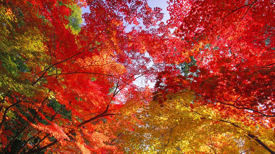 【紅葉セール】夕食時90分飲み放題付♪食べ応え抜群のファイヤーグルメを堪能◆1泊2食付