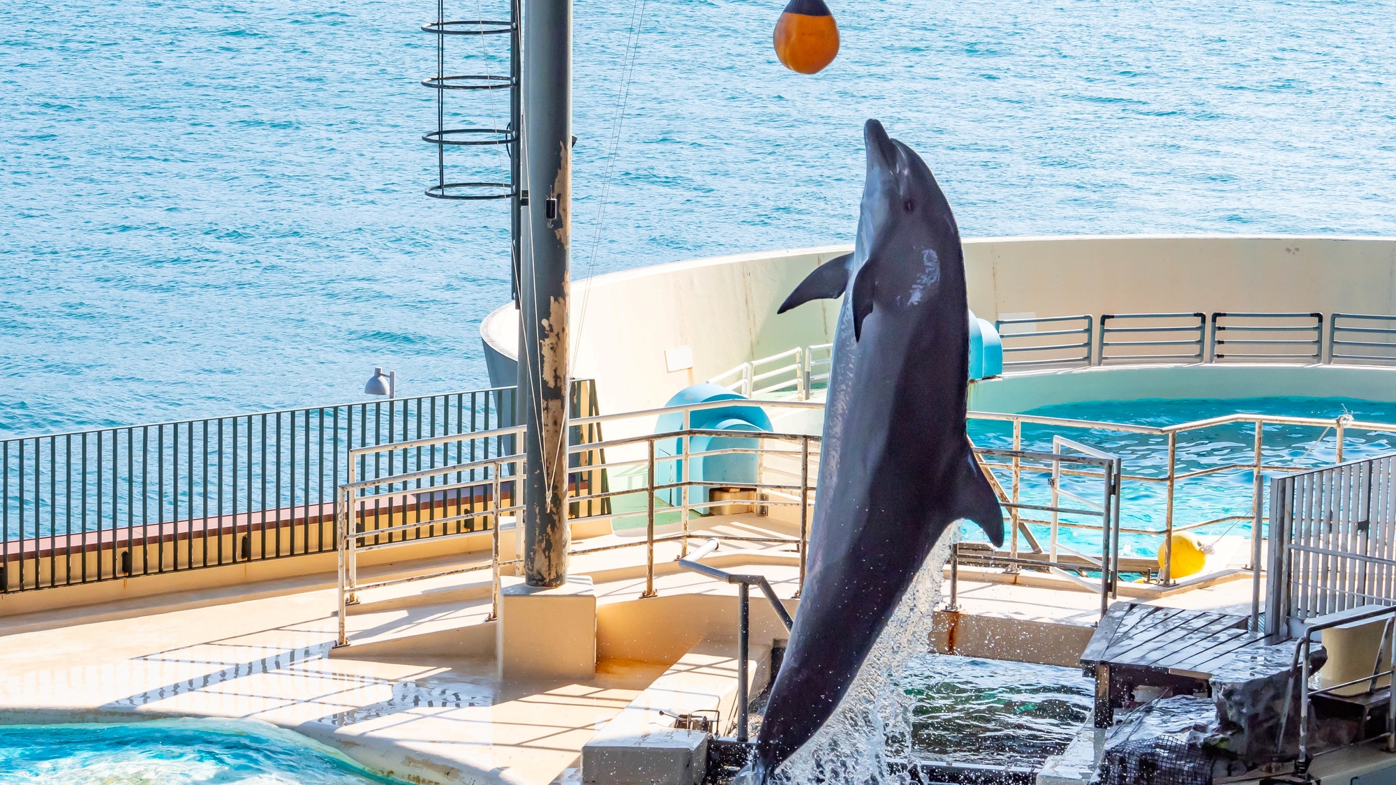 【当館から車で6分】国内最大級のペンギン展示施設や、イルカとアシカのショーが楽しめる水族館「海響館」