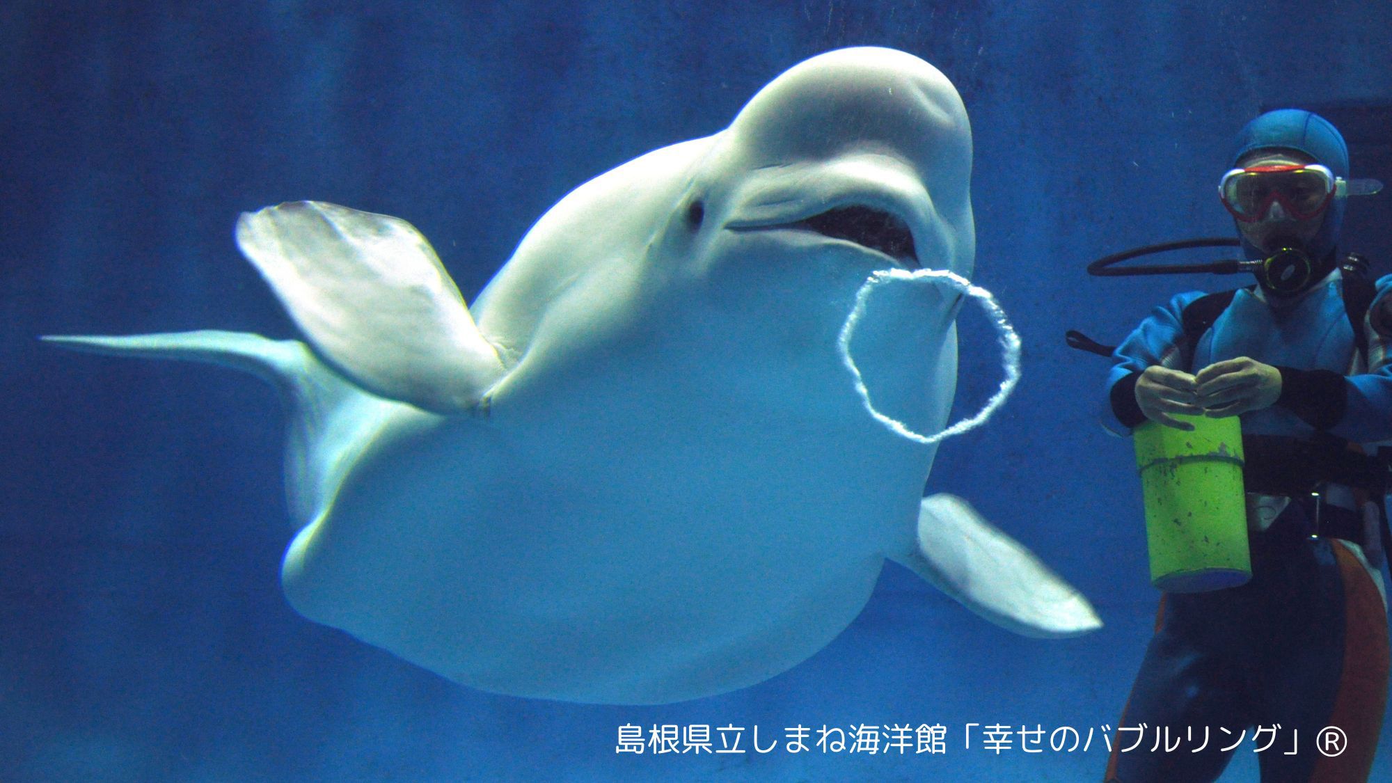 【しまね海洋館アクアス入館券付】西日本でシロイルカに会えるのはここだけ！特別な休日プラン（1泊朝食）