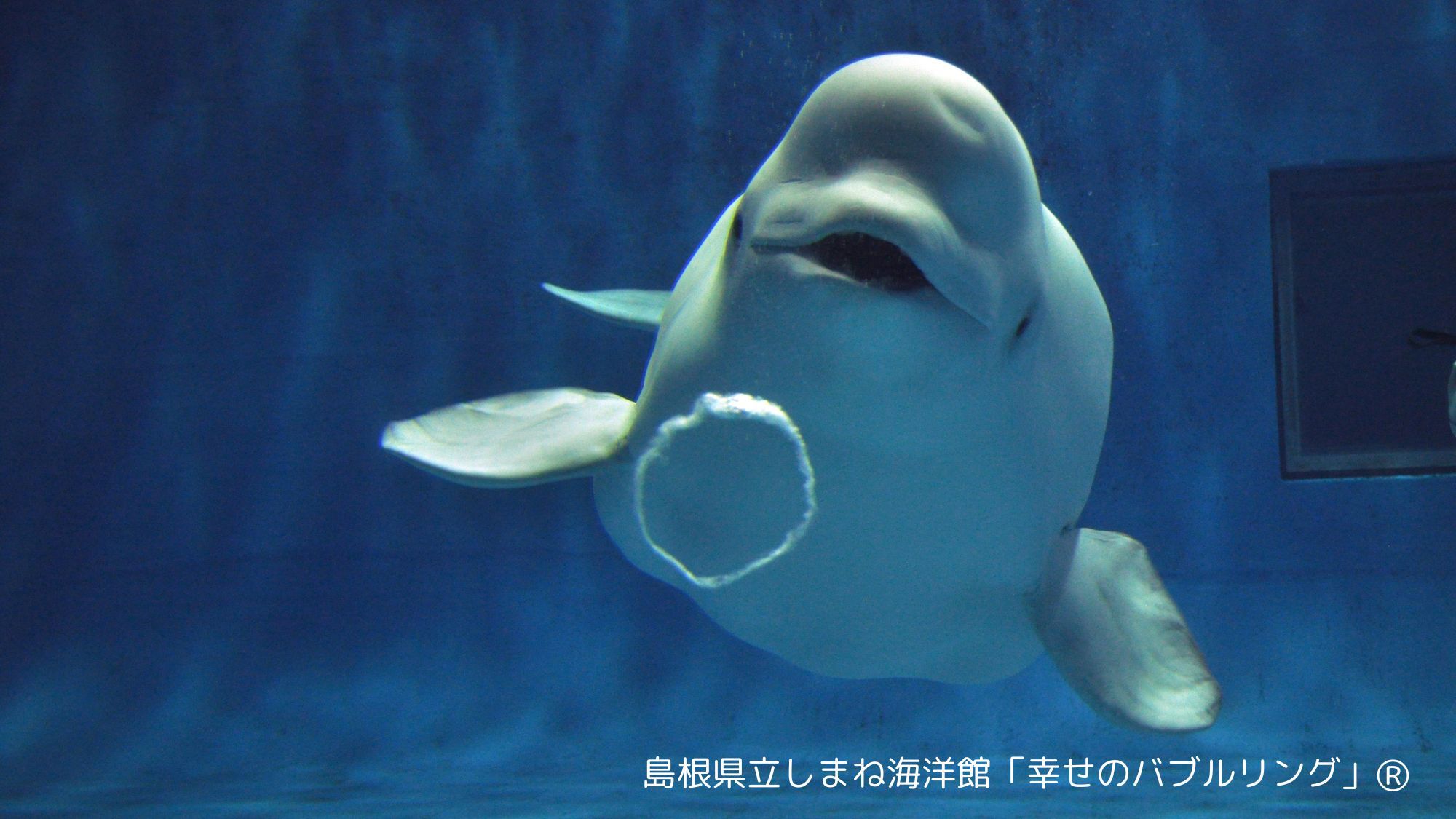 【しまね海洋館アクアス入館券付】西日本でシロイルカに会えるのはここだけ！特別な休日プラン（1泊2食）