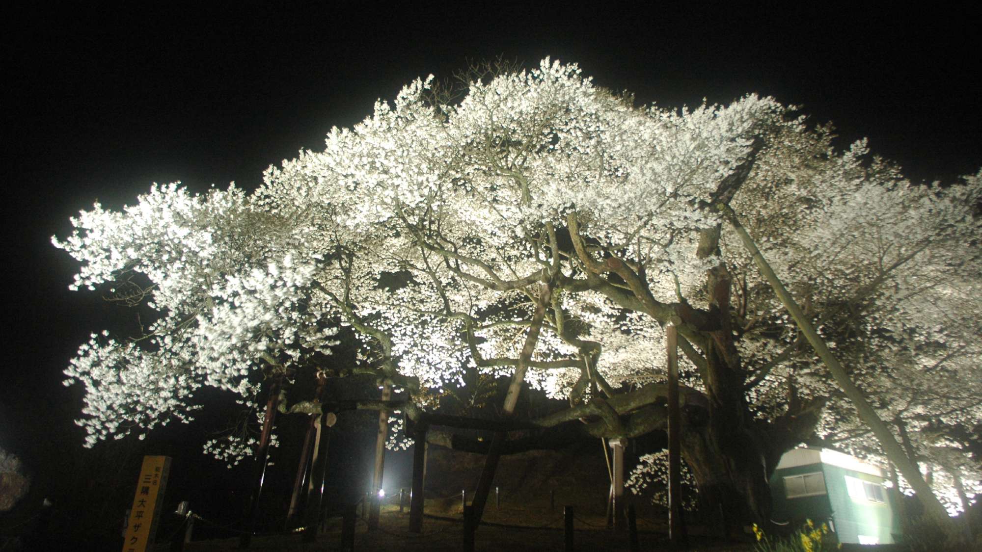 【周辺観光】＜春＞三隅大平桜　車で20分