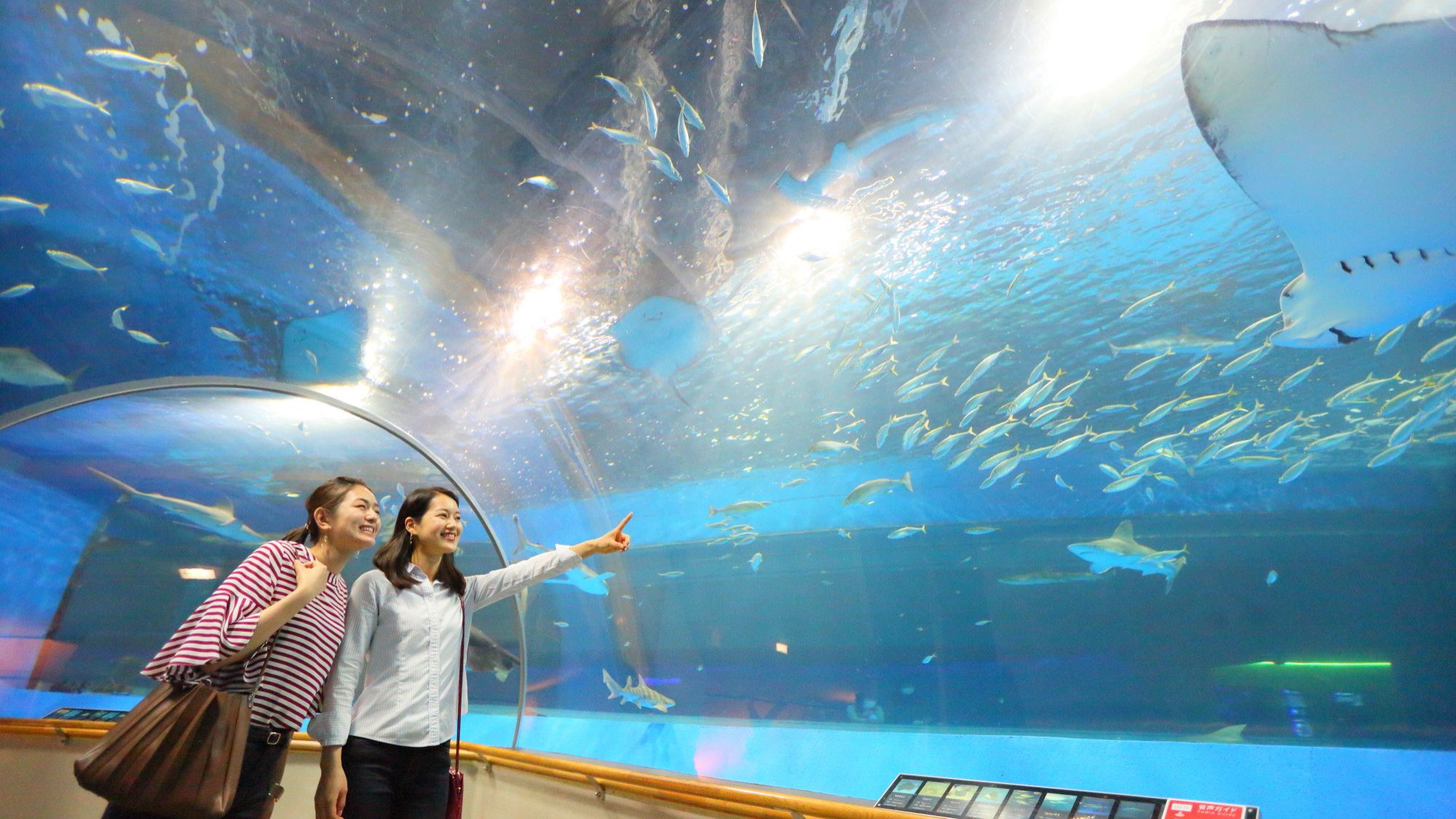 【しまね海洋館アクアス】当館より車で約40分