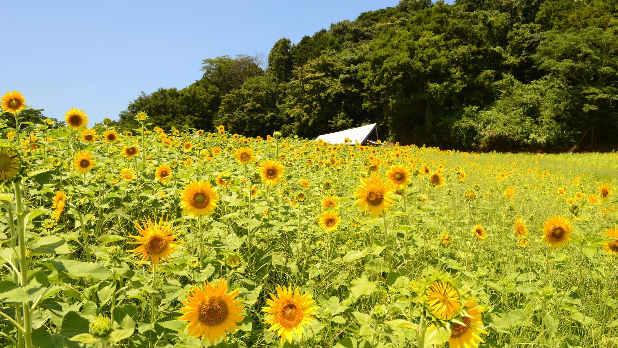 【周辺観光】＜夏＞野山嶽ひまわり園　車で20分