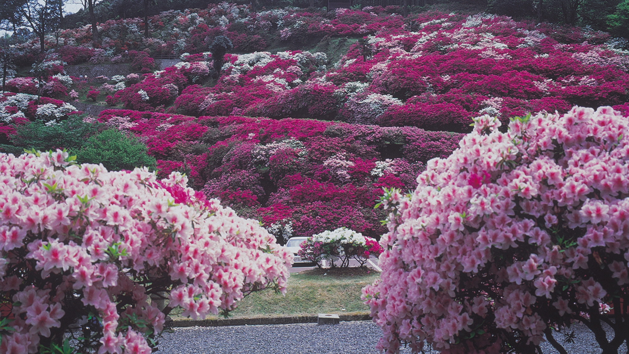 *【三隅公園】中国地方屈指のつつじの名所。山の斜面を埋め尽くすように咲き誇ります。