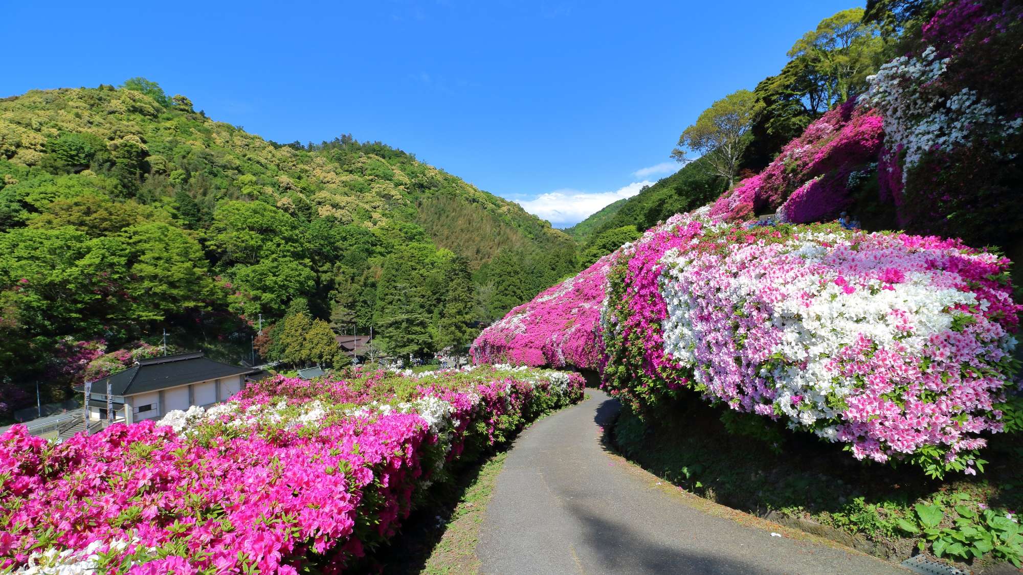 【周辺観光】＜春＞三隅公園　車で10分