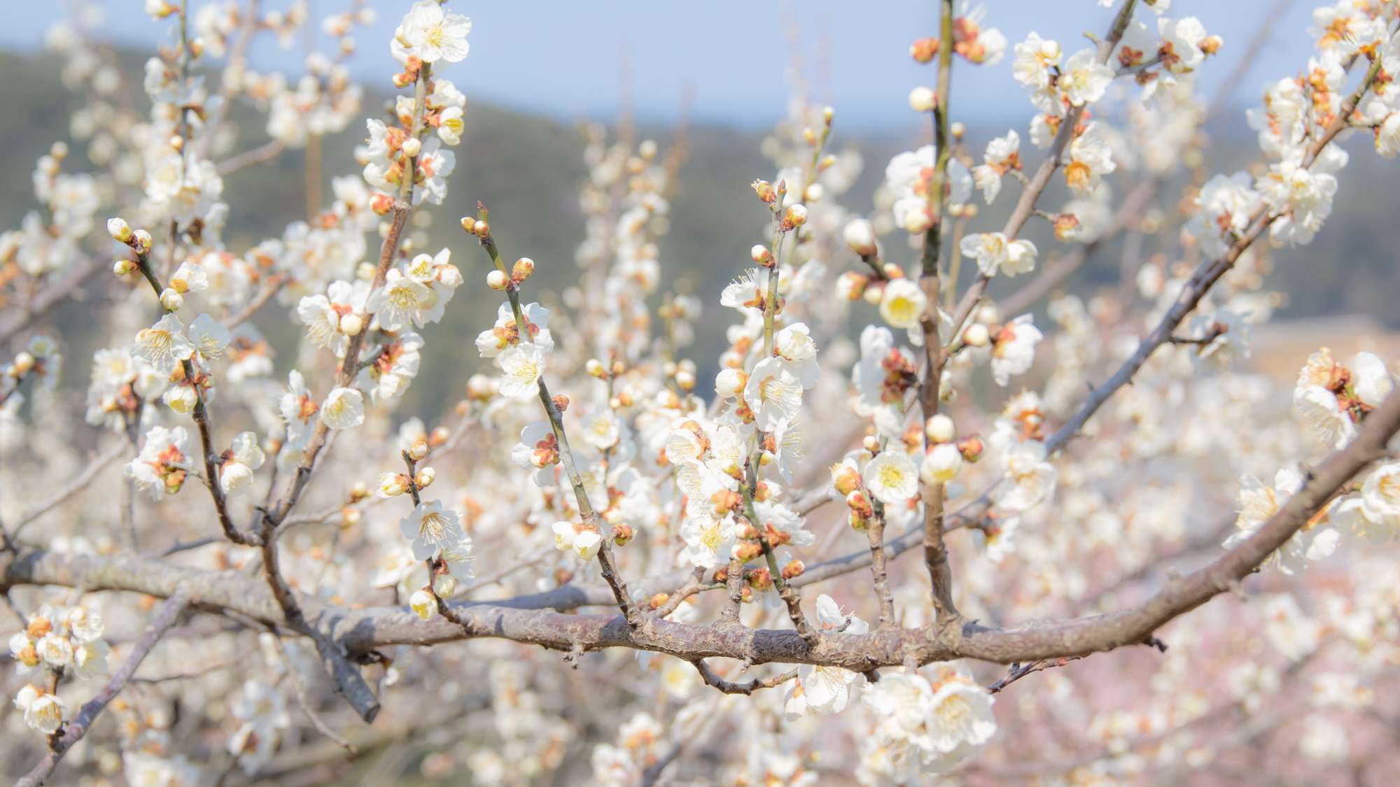 【周辺観光】＜春＞三隅梅林公園　車で10分