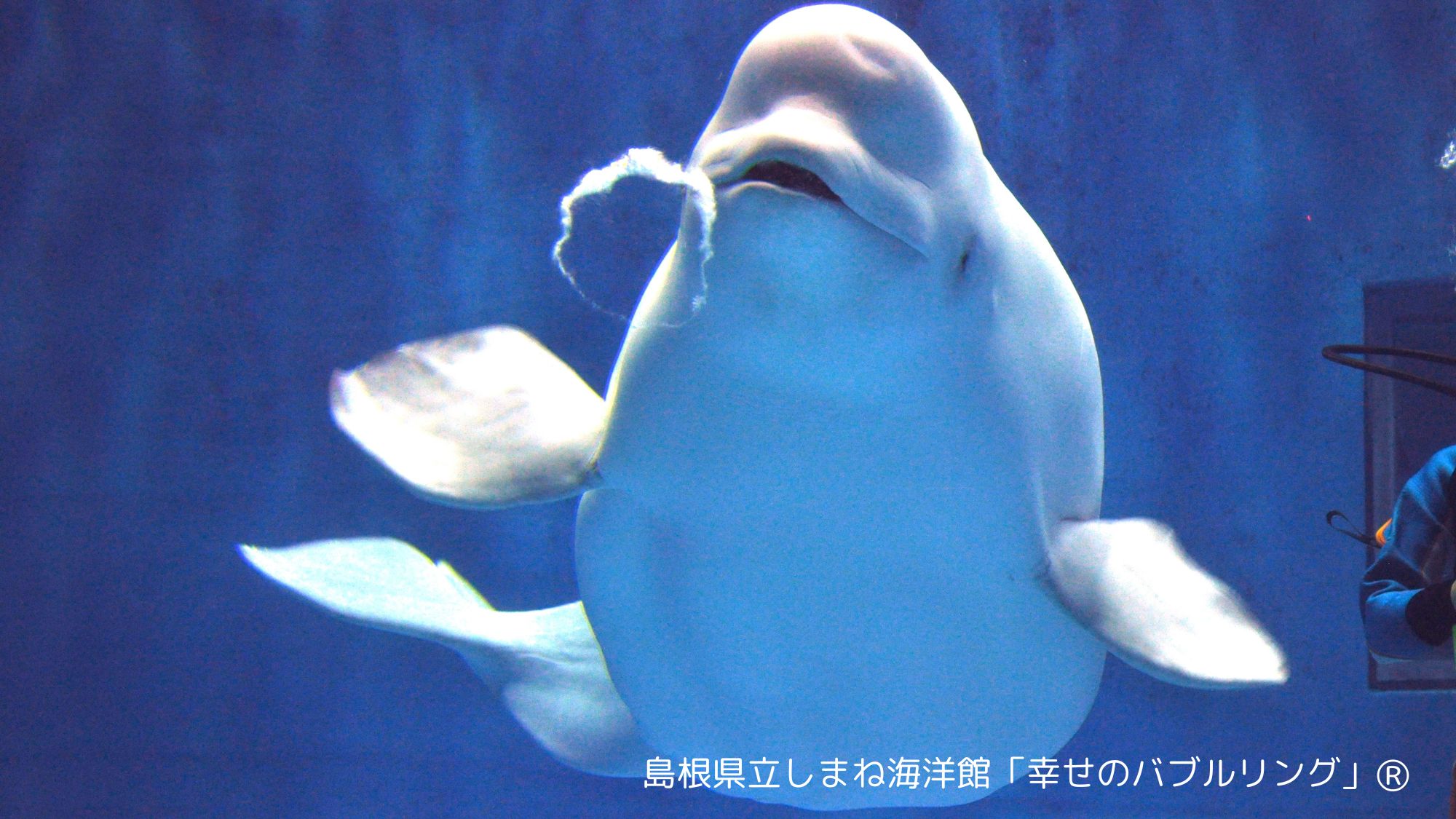 【しまね海洋館アクアス】シロイルカバブルリングイメージ／当館より車で約40分
