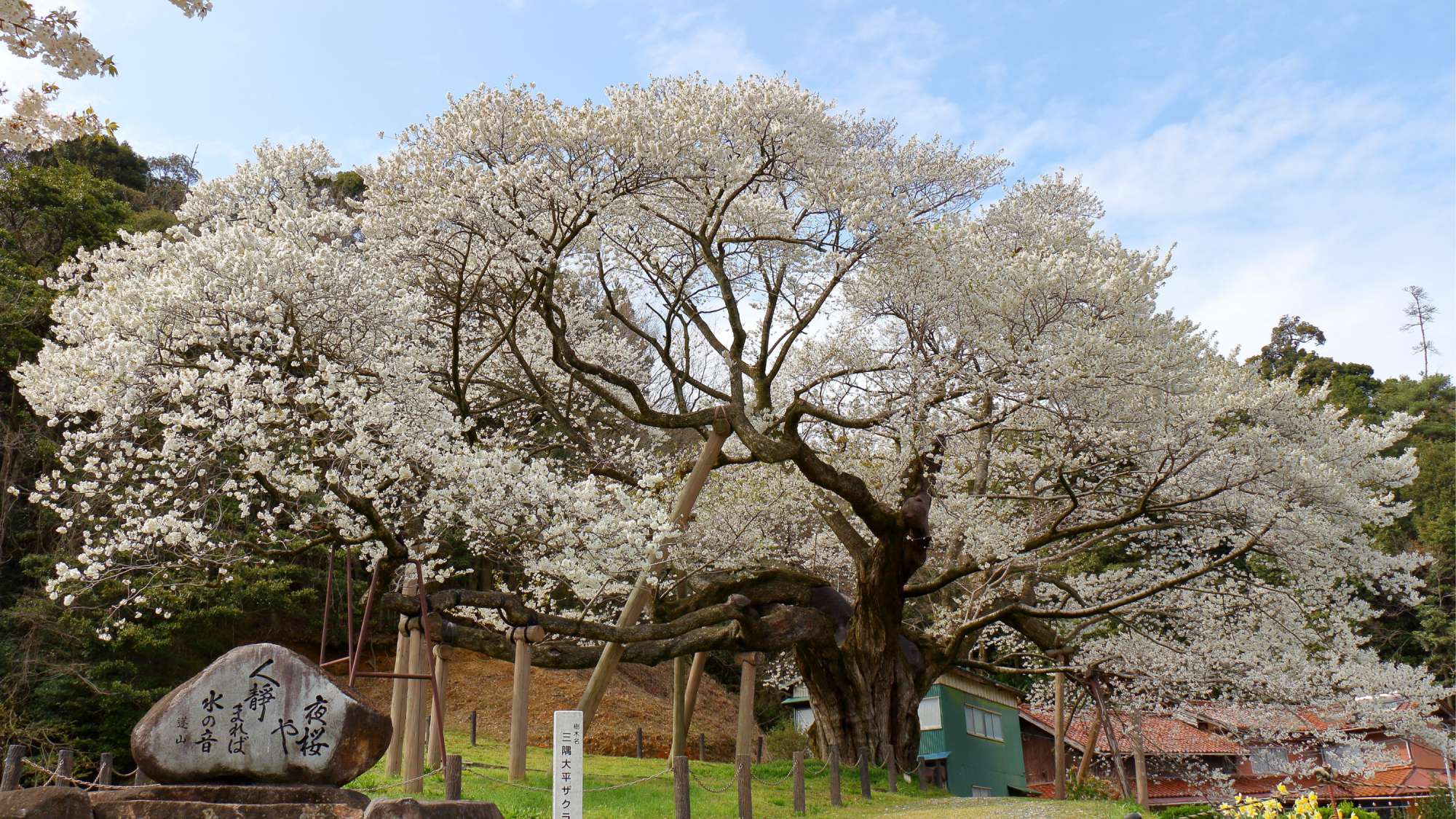 【周辺観光】＜春＞三隅大平桜　車で20分
