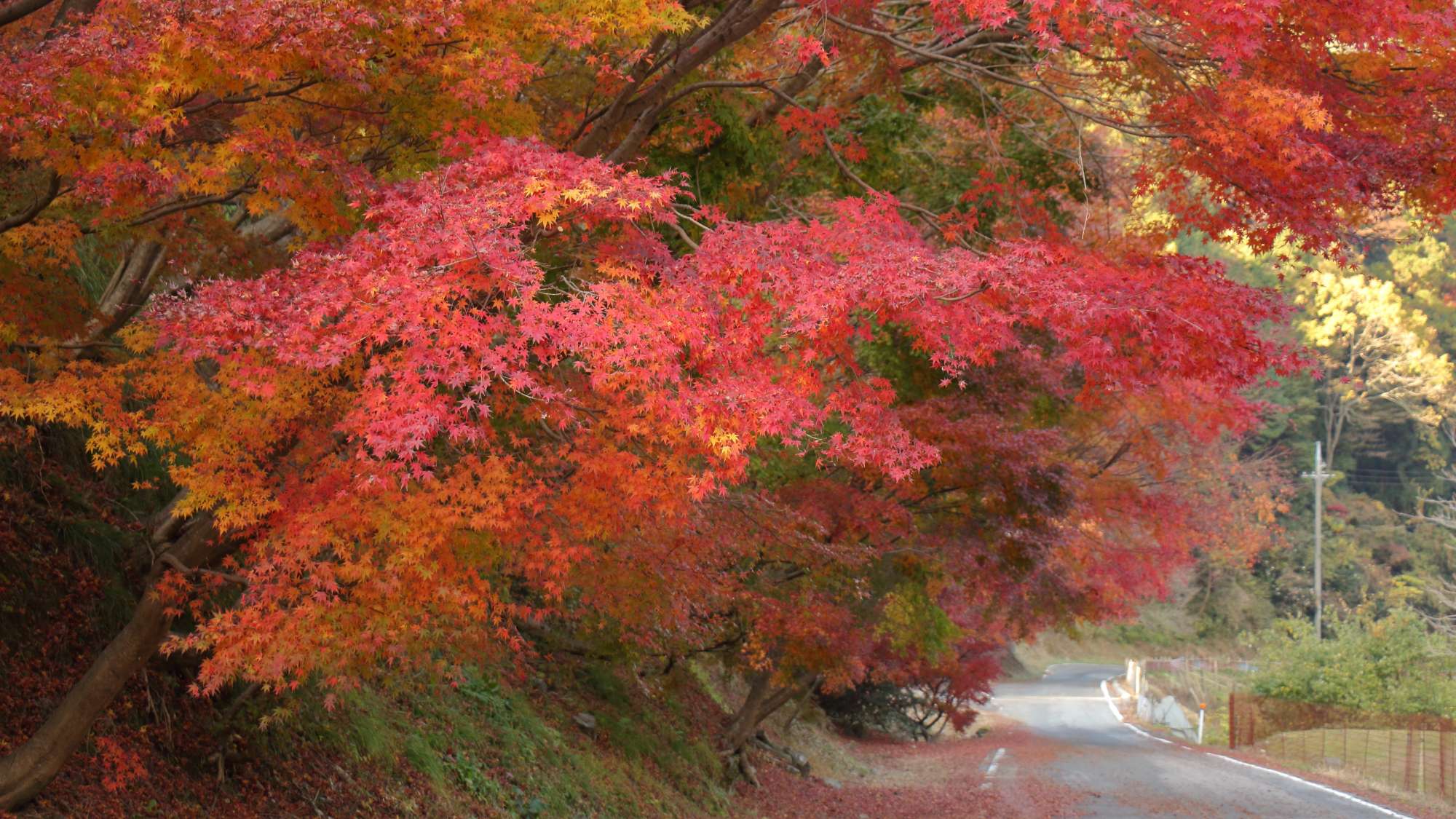 【周辺観光】＜秋＞鍋石の紅葉　車で30分