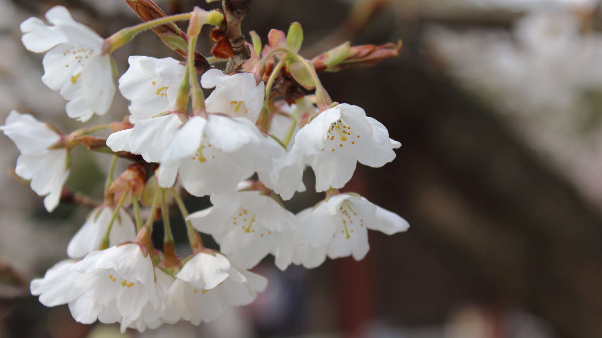 【周辺観光】＜春＞三隅大平桜　車で20分